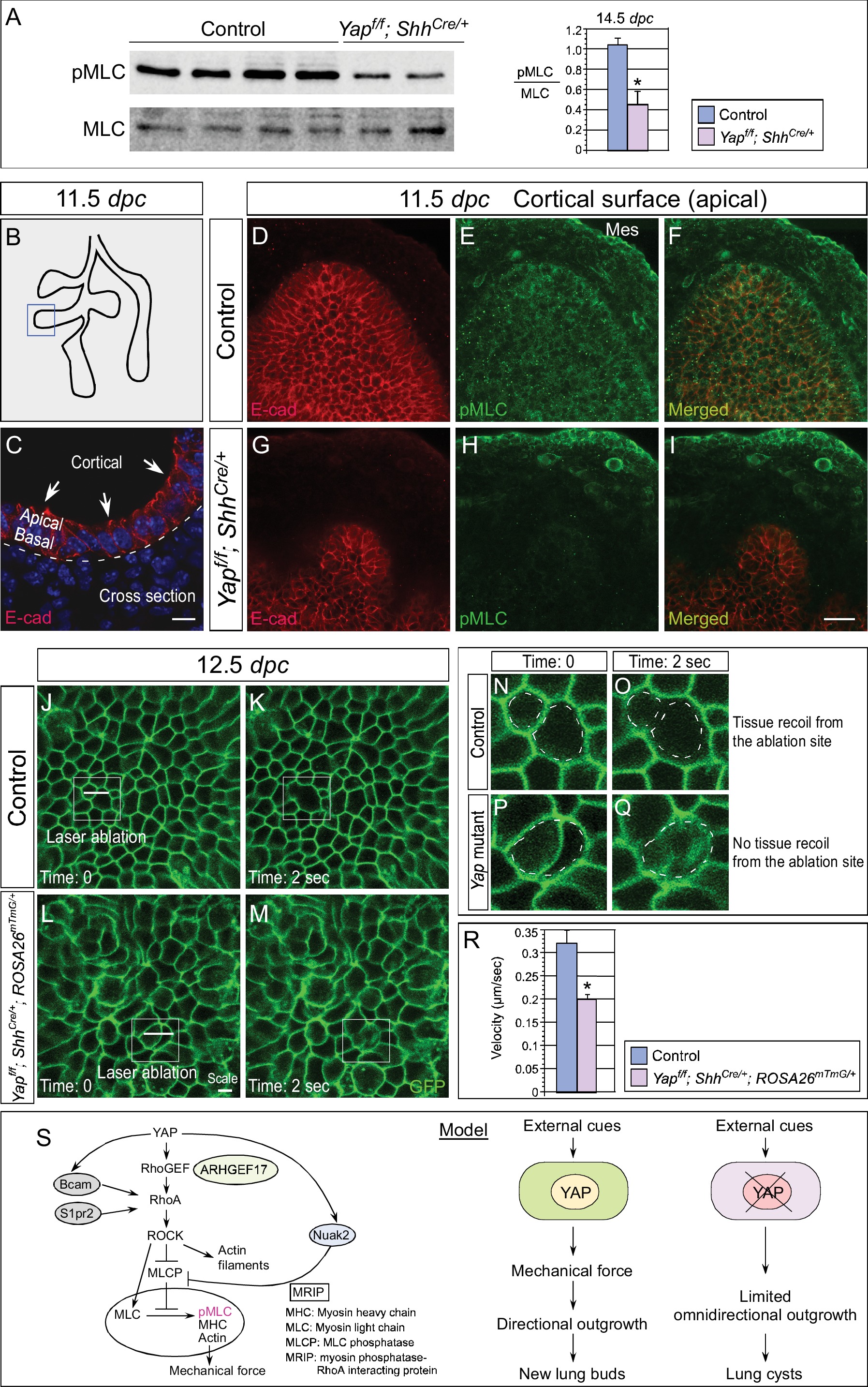 YAP is essential for mechanical force production and epithelial cell ...