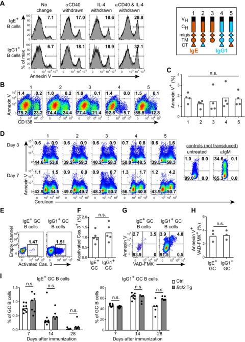 Regulation Of B Cell Fate By Chronic Activity Of The IgE B Cell ...