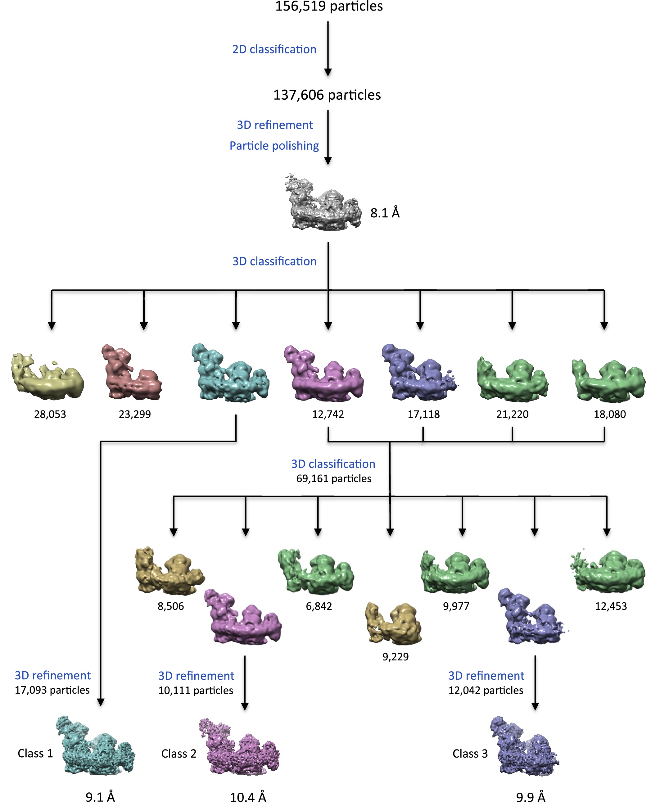 Functional asymmetry and electron flow in the bovine respirasome ...
