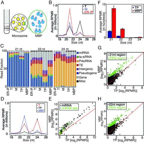 Biogenesis of phased siRNAs on membrane-bound polysomes in Arabidopsis ...