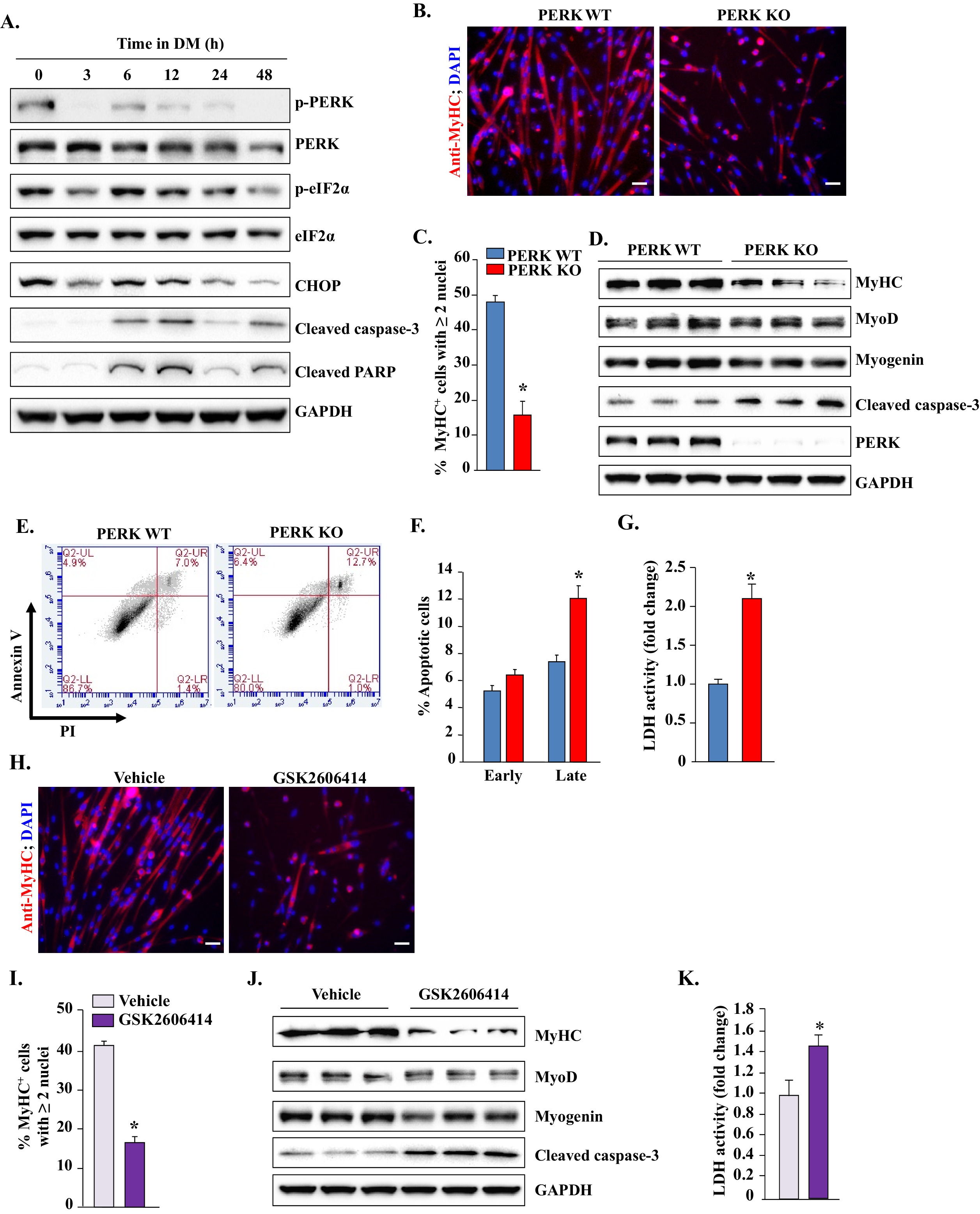 The Perk Arm Of The Unfolded Protein Response Regulates Satellite Cell