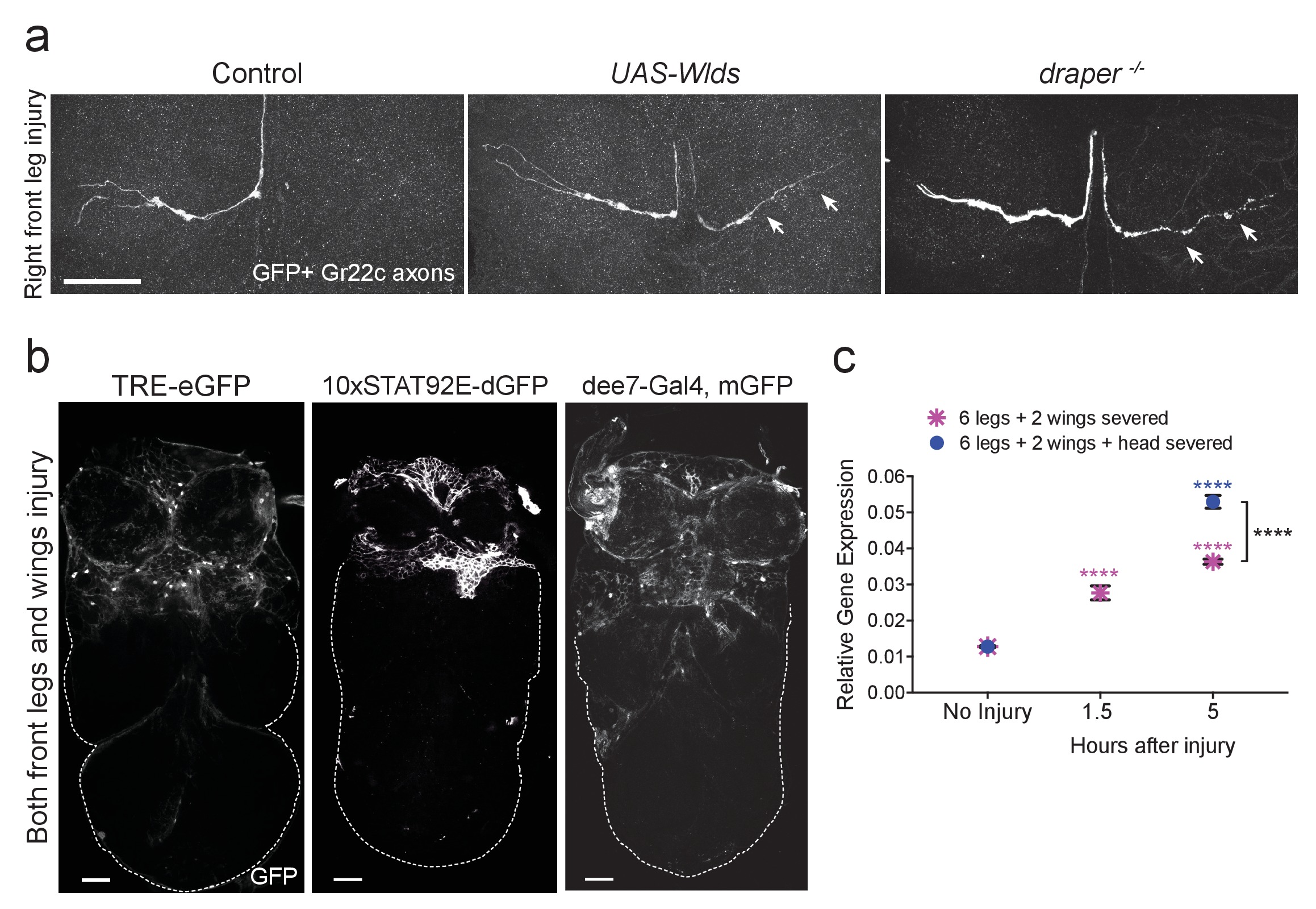 A novel Drosophila injury model reveals severed axons are cleared ...