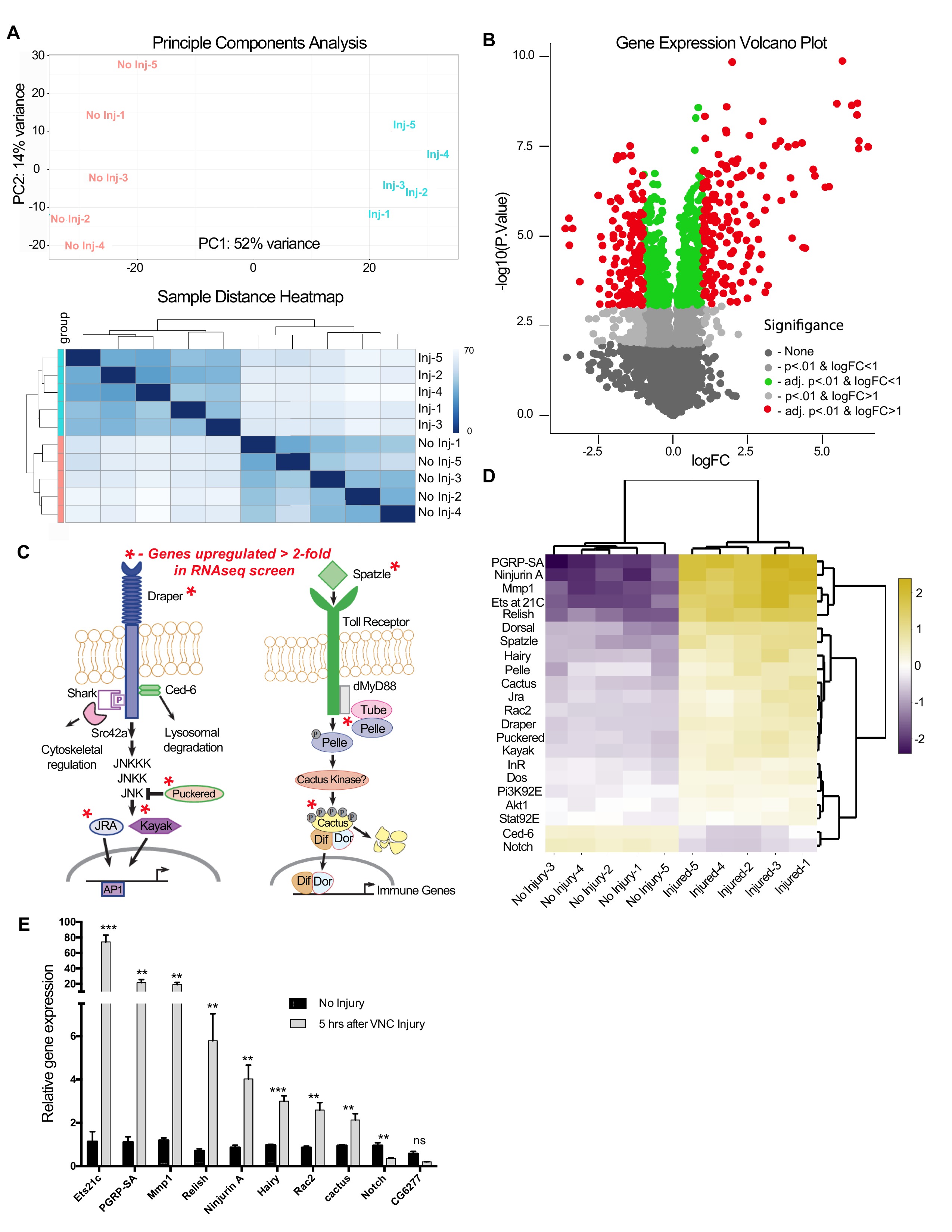 A novel Drosophila injury model reveals severed axons are cleared ...