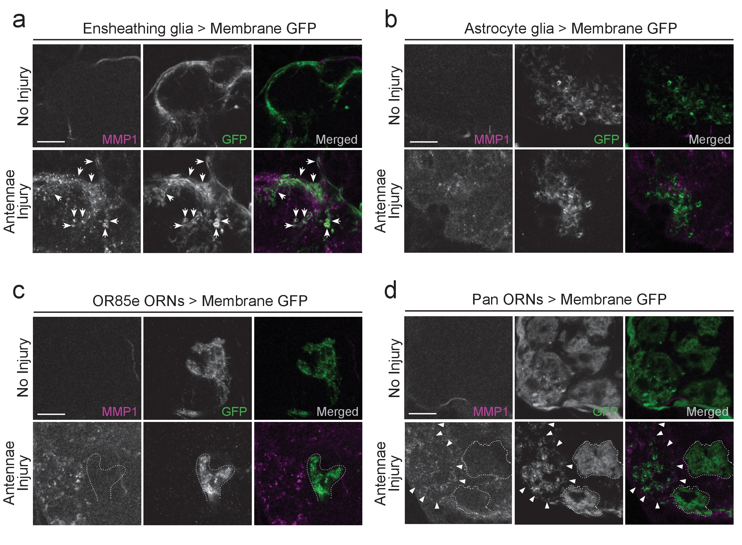 A novel Drosophila injury model reveals severed axons are cleared ...