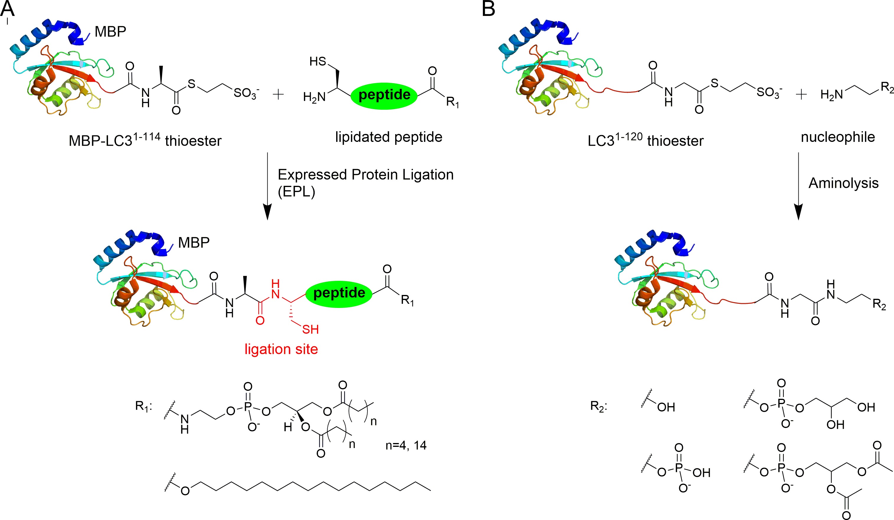 Expressed Protein Ligation | Expressed Protein Ligation: Methods and ...