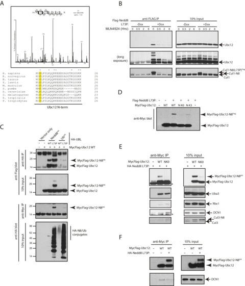 SENP8 limits aberrant neddylation of NEDD8 pathway components to ...