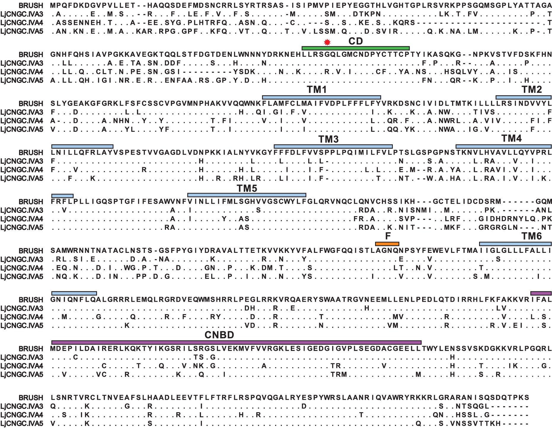 A Quantitative Hypermorphic Cngc Allele Confers Ectopic Calcium Flux And Impairs Cellular Development Elife Lens