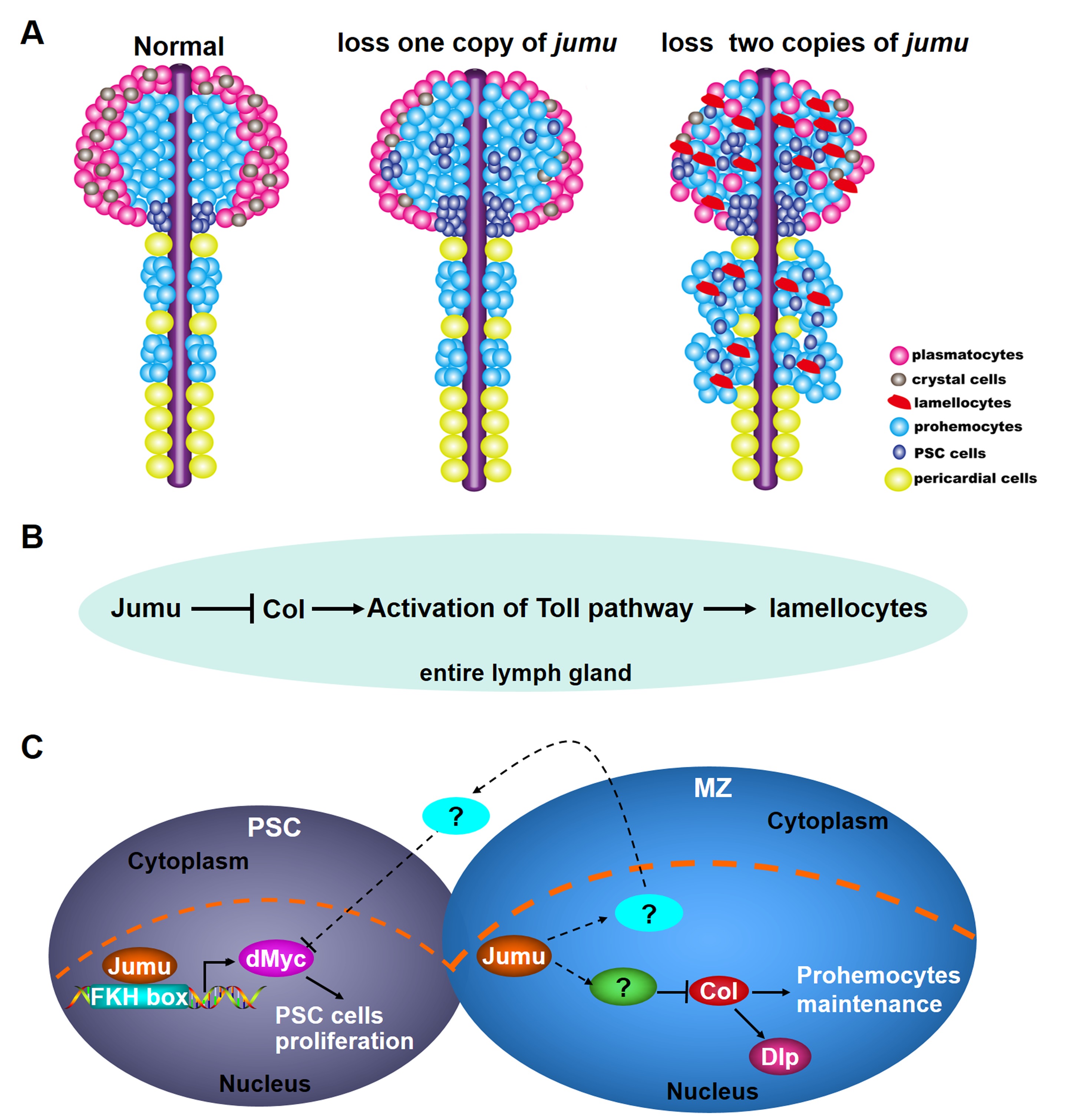 Dual role for Jumu in the control of hematopoietic progenitors in the