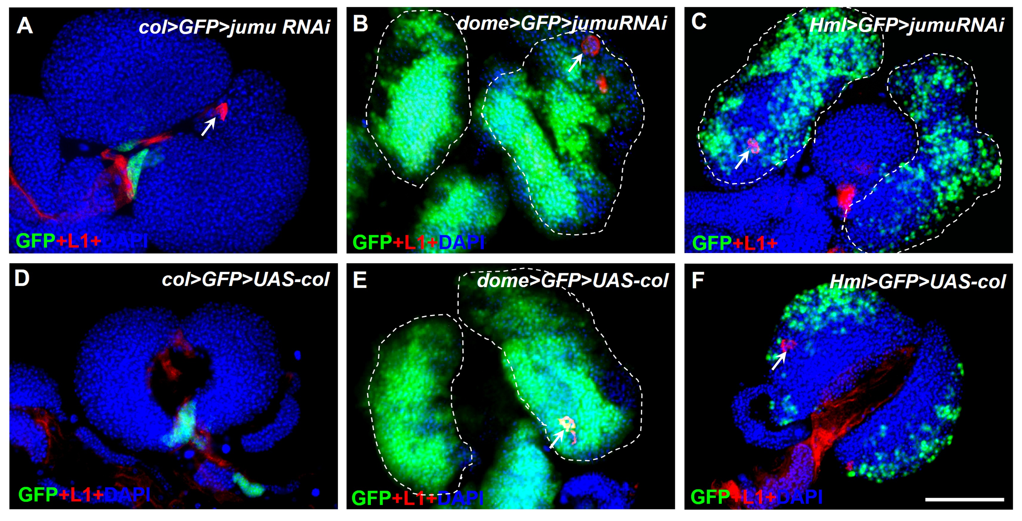 Dual role for Jumu in the control of hematopoietic progenitors in the ...