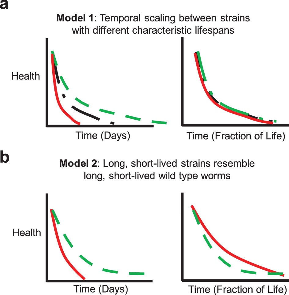 Longitudinal imaging of Caenorhabditis elegans in a microfabricated ...