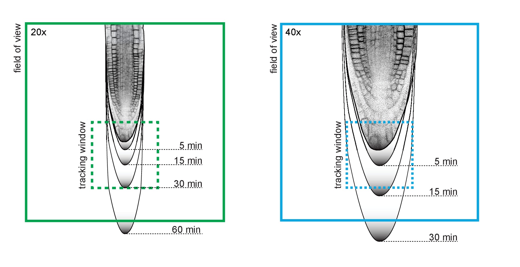 Live tracking of moving samples in confocal microscopy for vertically ...
