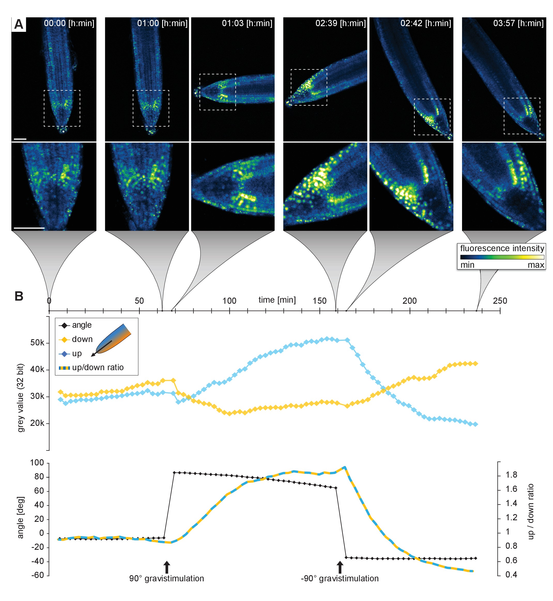 Live tracking of moving samples in confocal microscopy for vertically ...