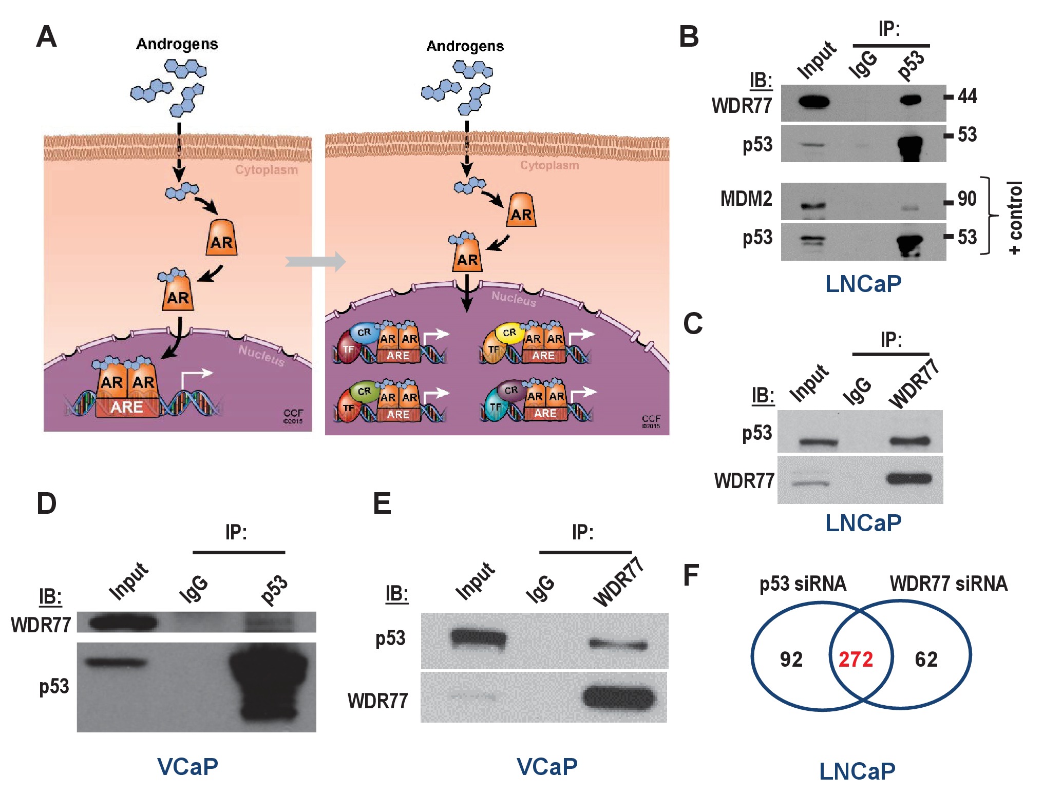 A comprehensive analysis of coregulator recruitment, androgen receptor ...