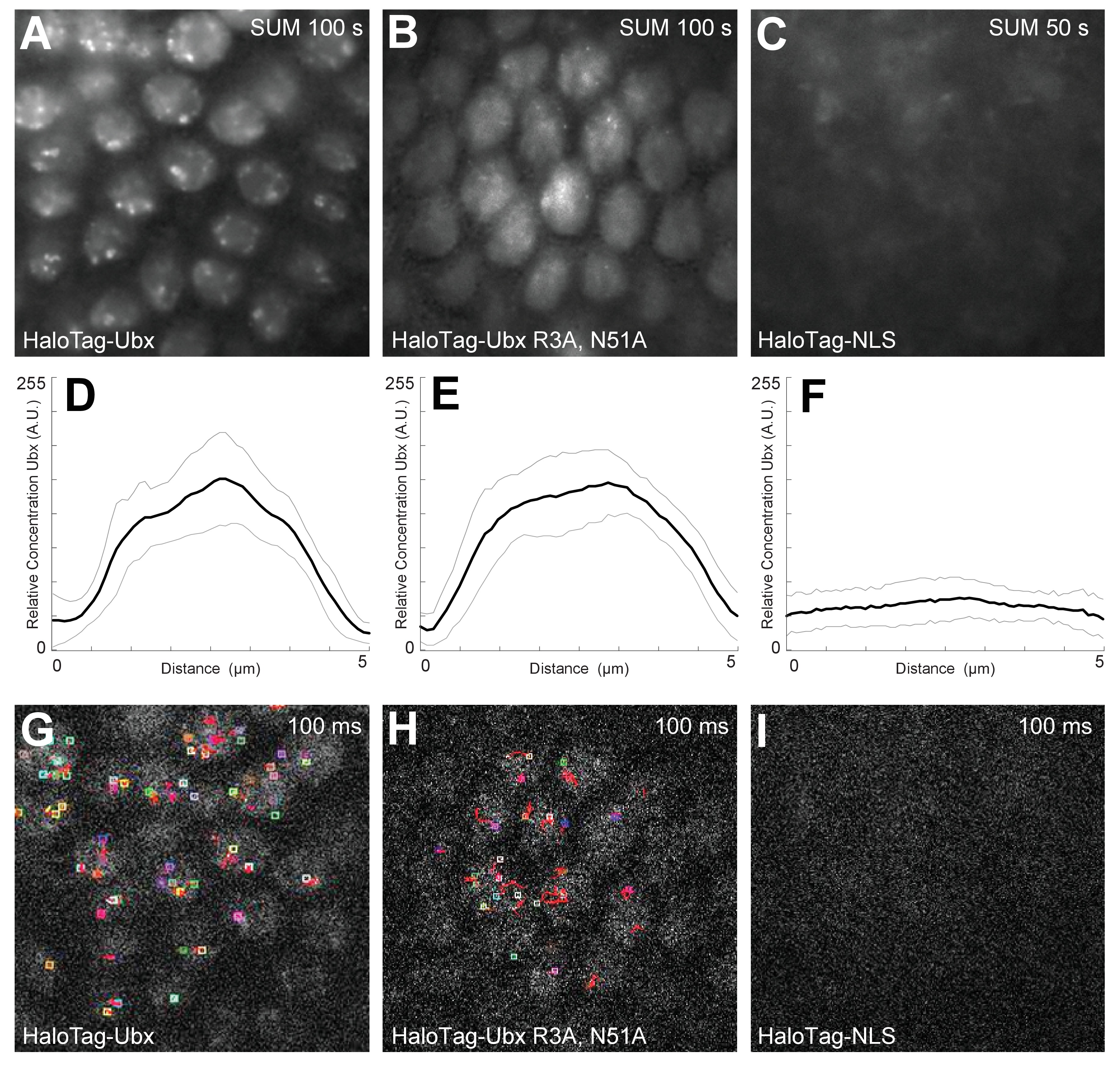 Nuclear Microenvironments Modulate Transcription From Low