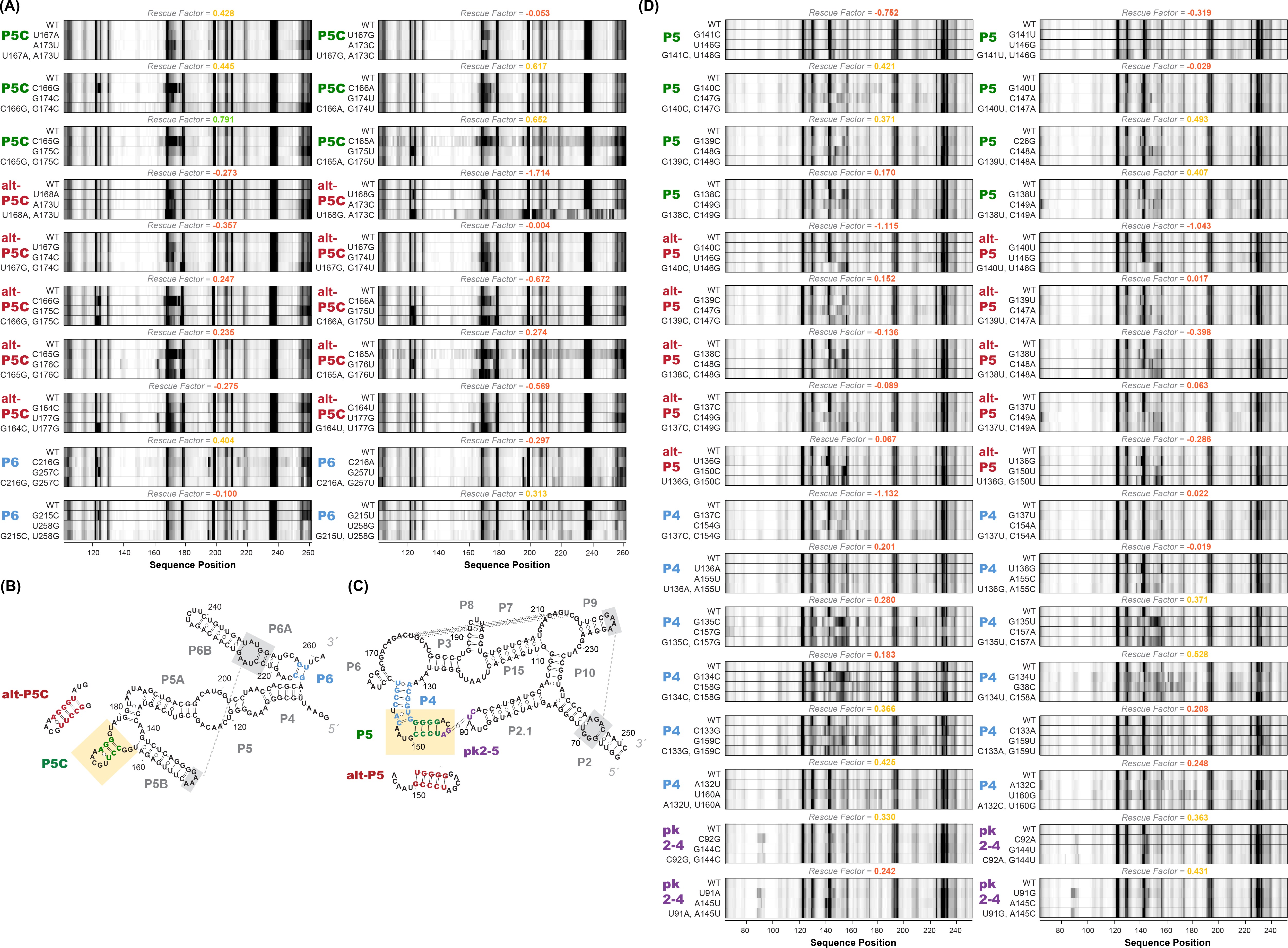 Allosteric mechanism of the V. vulnificus adenine riboswitch resolved ...