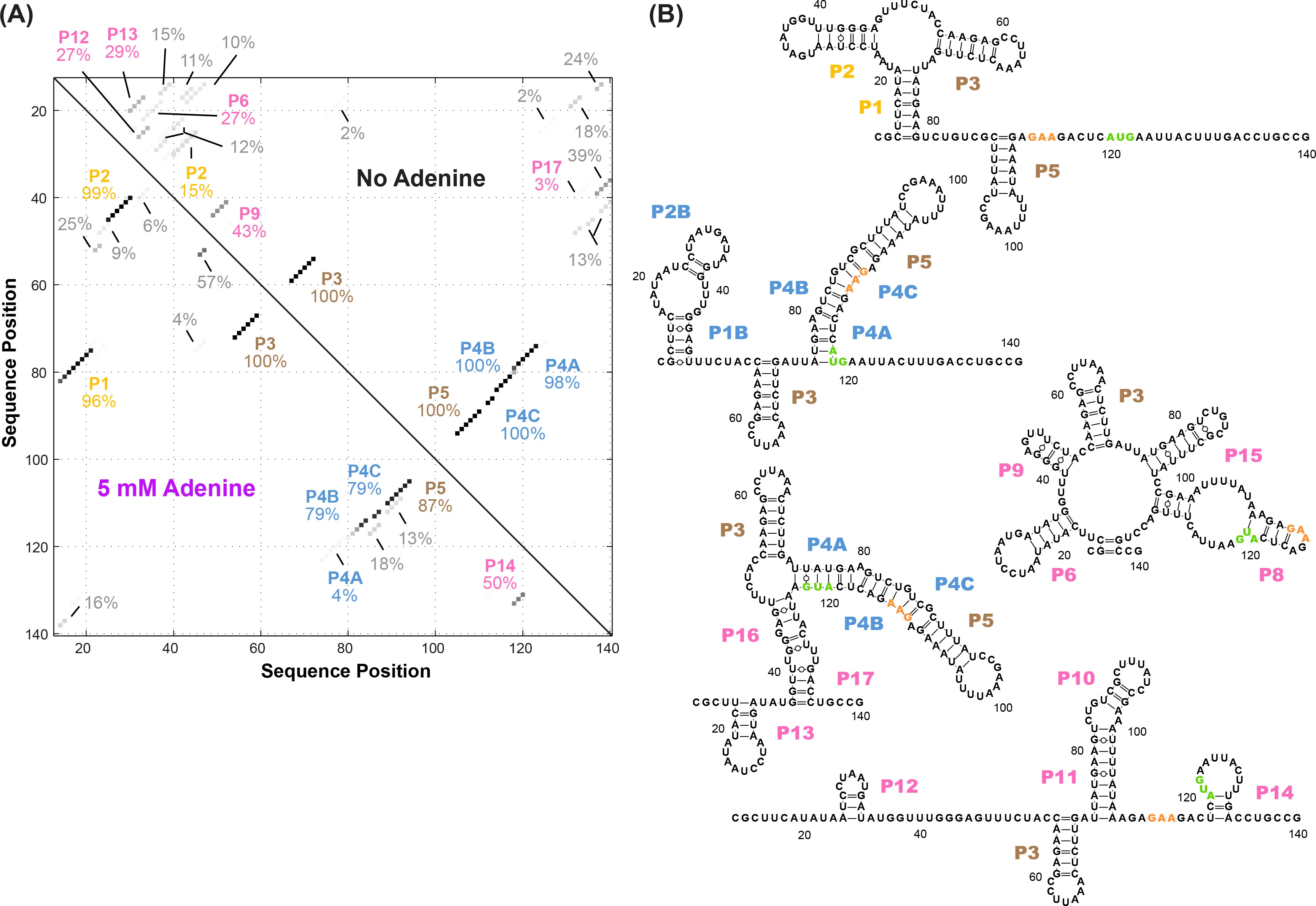 Allosteric mechanism of the V. vulnificus adenine riboswitch resolved ...