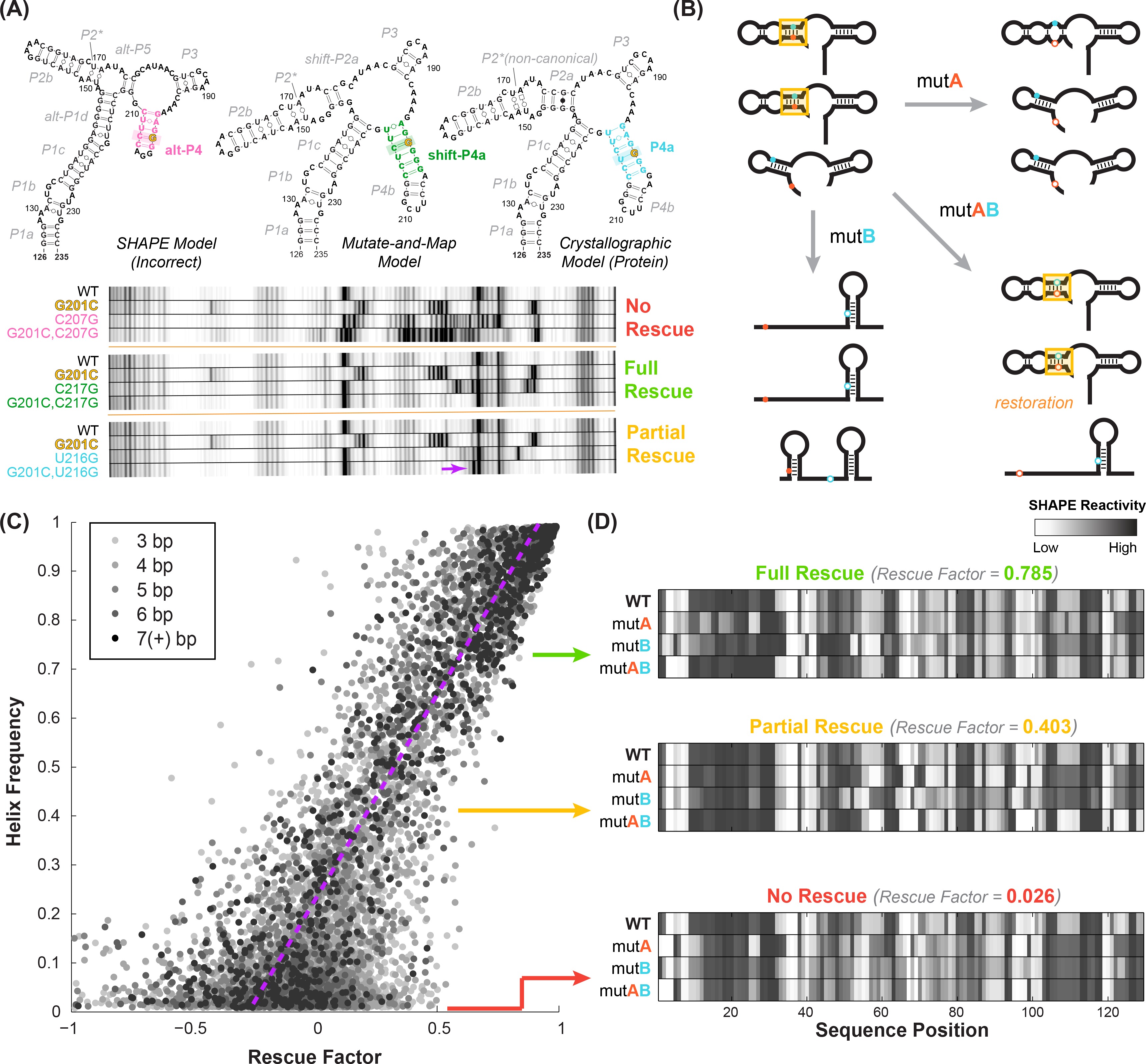 Allosteric mechanism of the V. vulnificus adenine riboswitch resolved ...