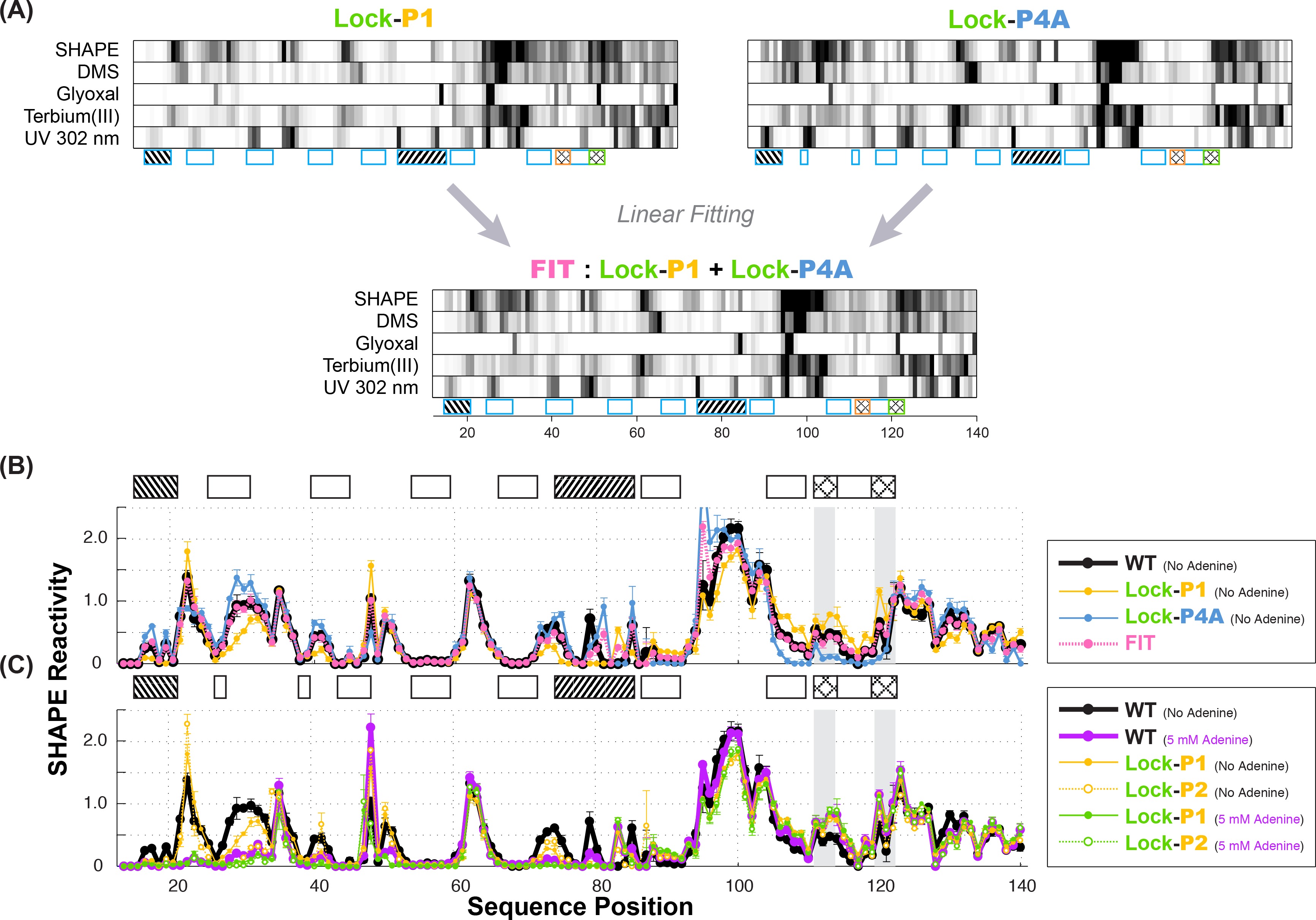Allosteric mechanism of the V. vulnificus adenine riboswitch resolved ...