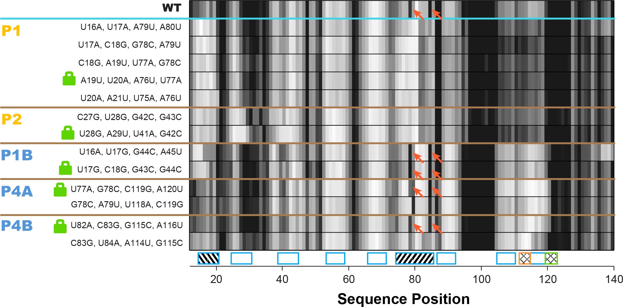 Allosteric mechanism of the V. vulnificus adenine riboswitch resolved ...