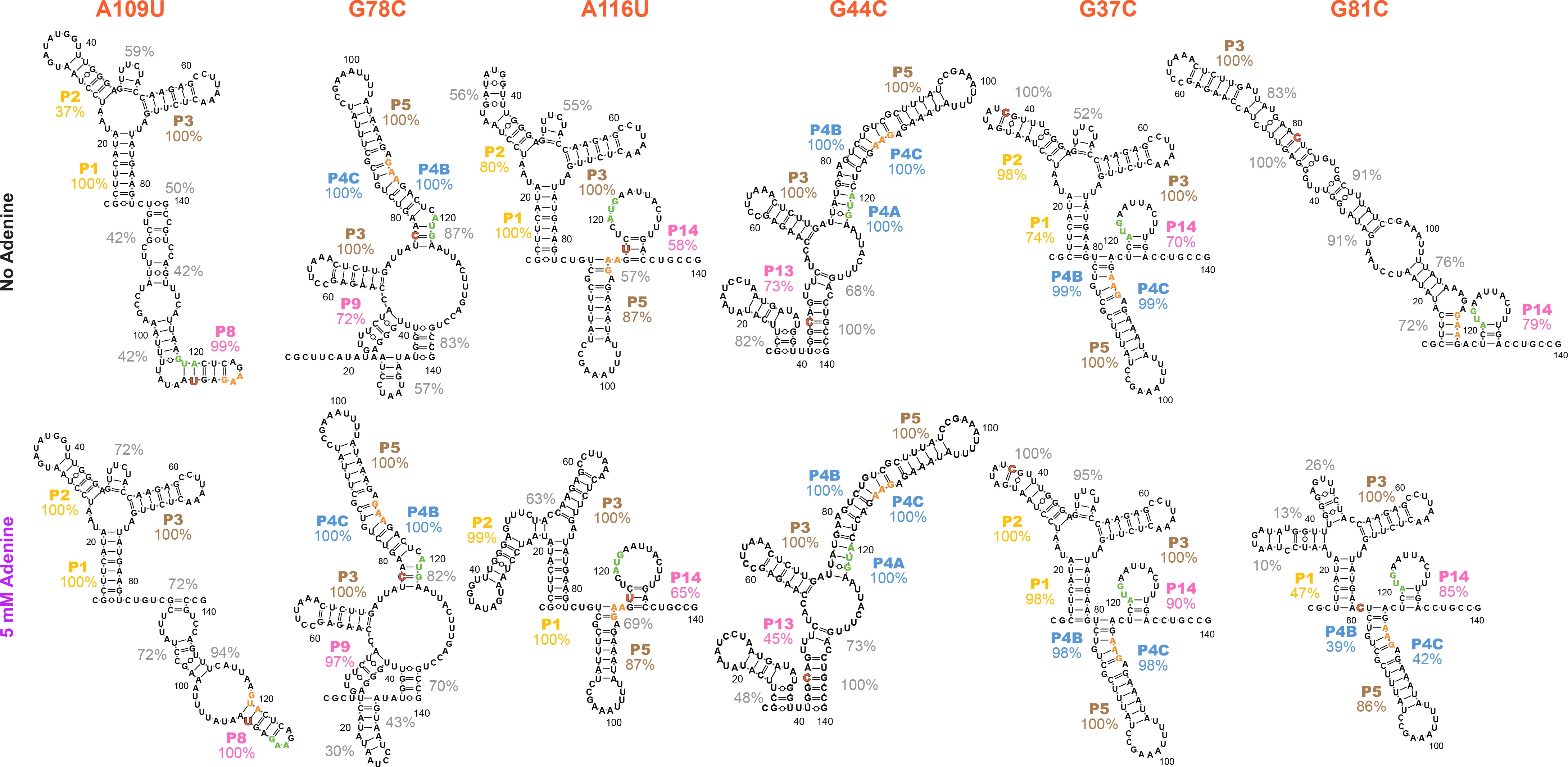 Allosteric mechanism of the V. vulnificus adenine riboswitch resolved ...