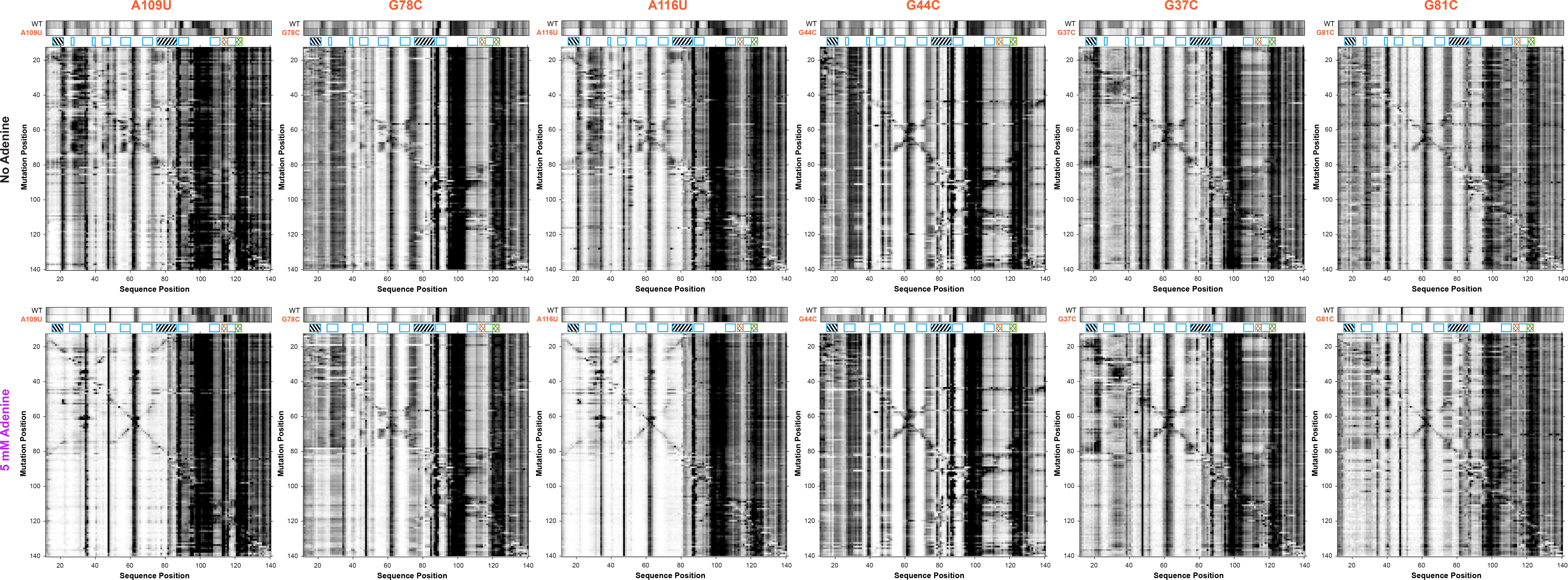 Allosteric mechanism of the V. vulnificus adenine riboswitch resolved ...
