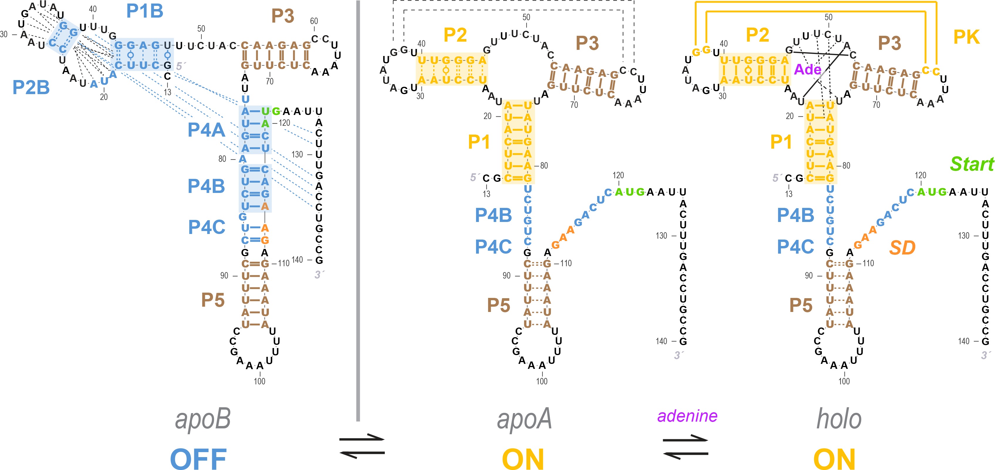 Allosteric mechanism of the V. vulnificus adenine riboswitch resolved ...
