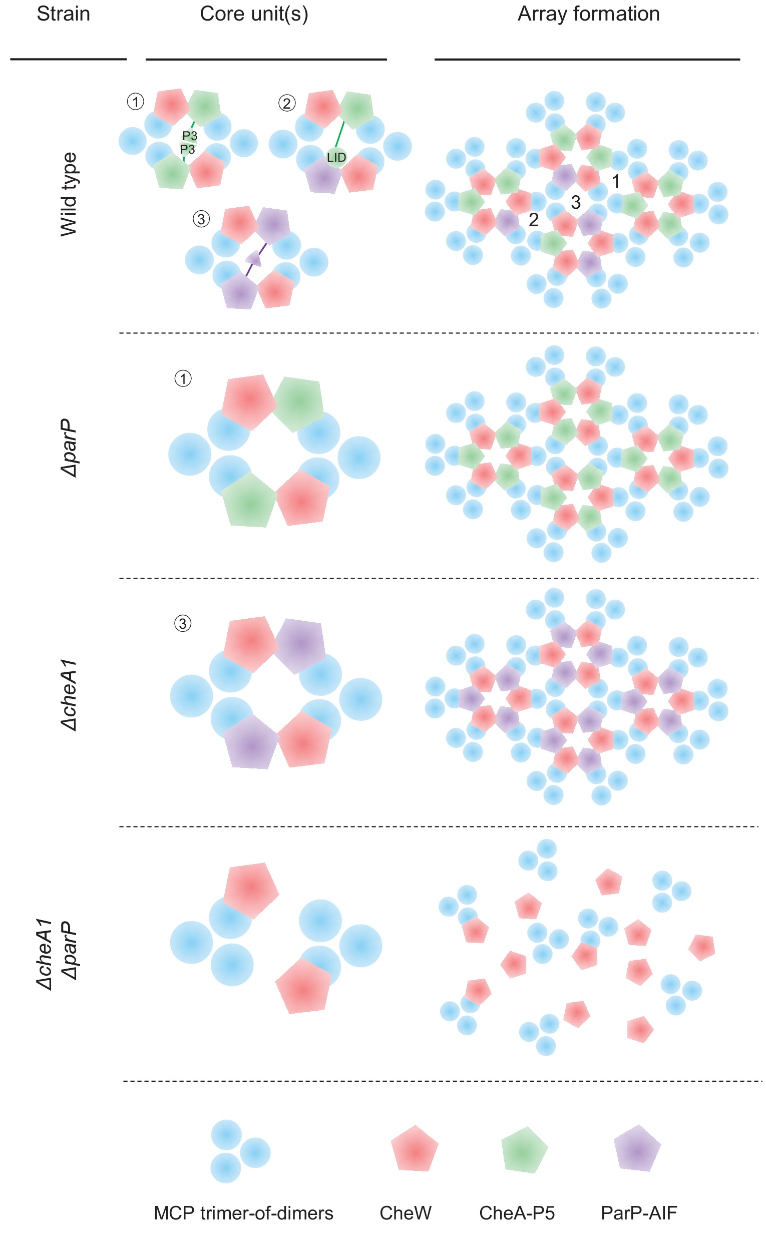Coupling chemosensory array formation and localization | eLife Lens