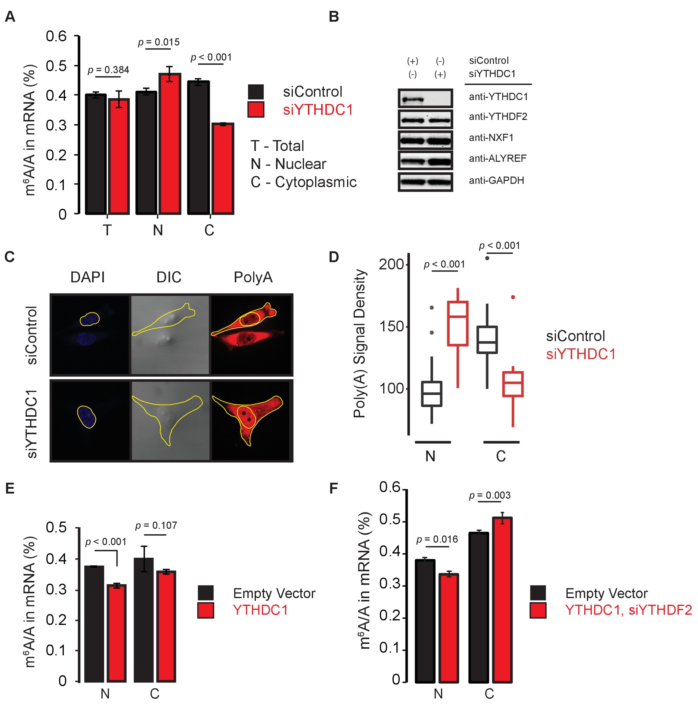 YTHDC1 mediates nuclear export of N6-methyladenosine methylated mRNAs ...