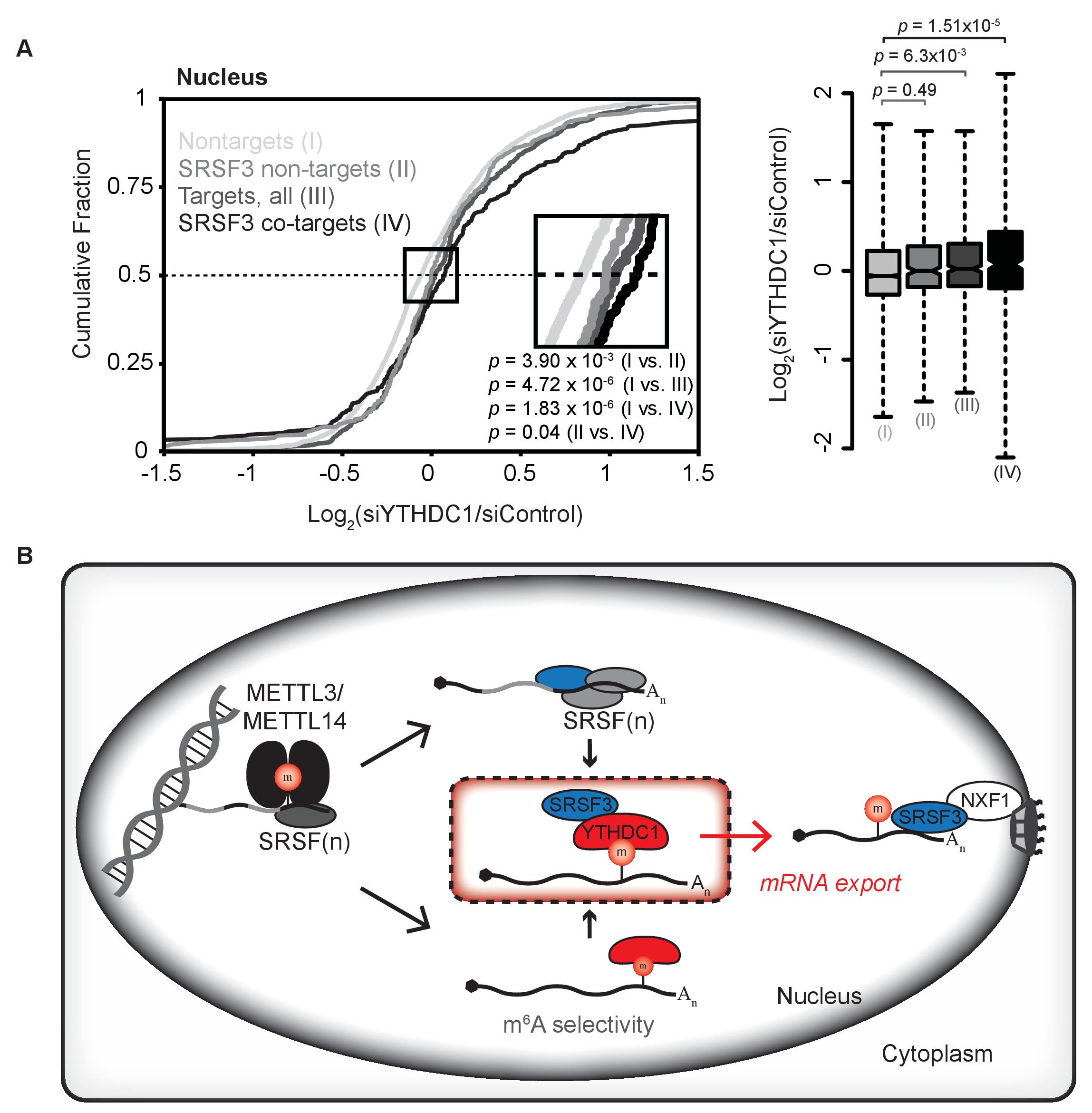YTHDC1 mediates nuclear export of N6-methyladenosine methylated mRNAs ...