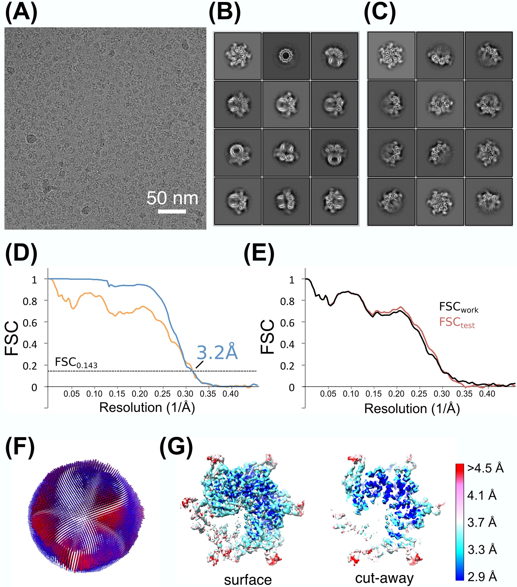 The a Atpase Vps4 Binds Escrt Iii Substrates Through A Repeating Array Of Dipeptide Binding Pockets Elife Lens