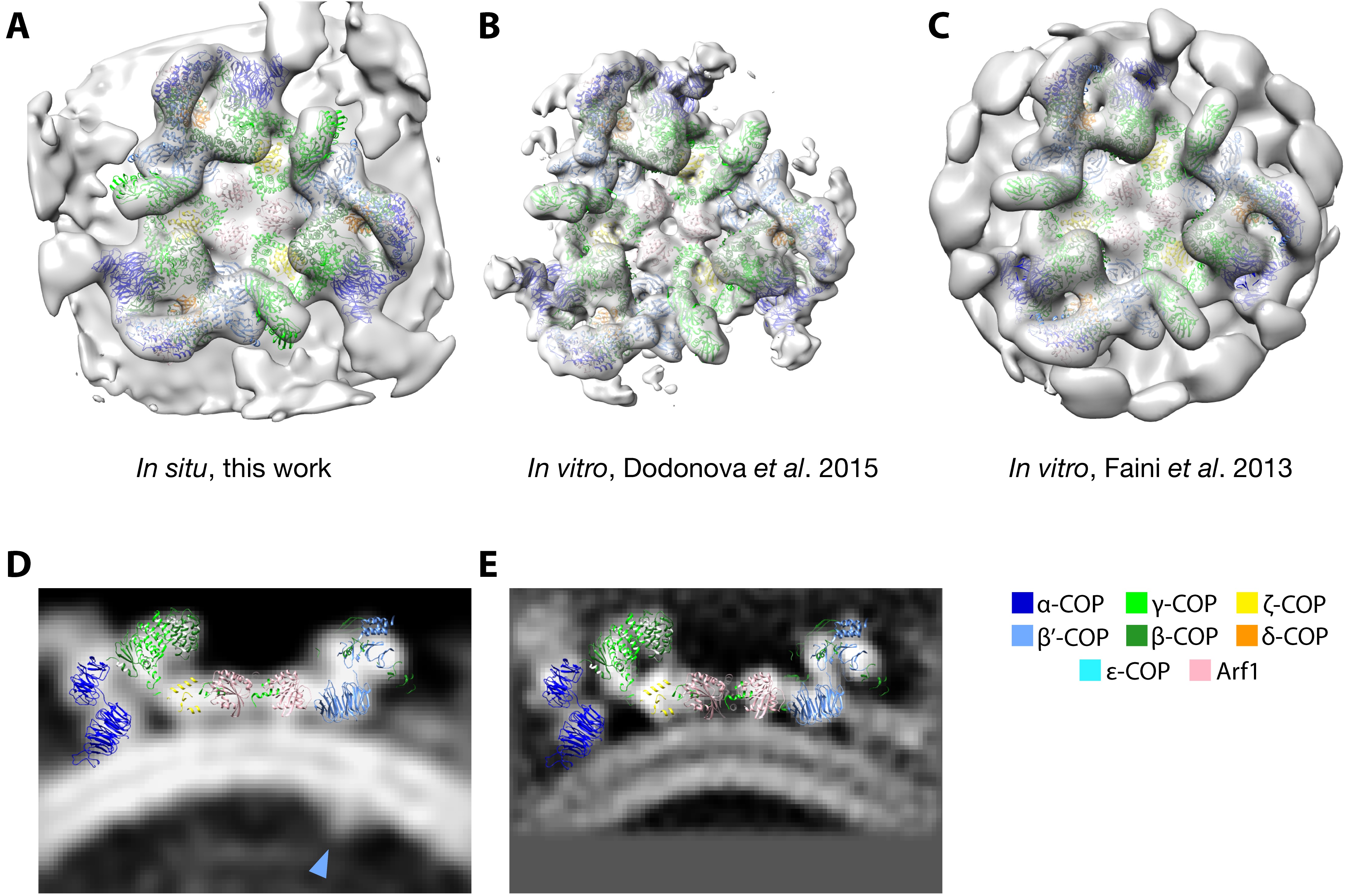 The Structure Of The Copi Coat Determined Within The Cell Elife Lens