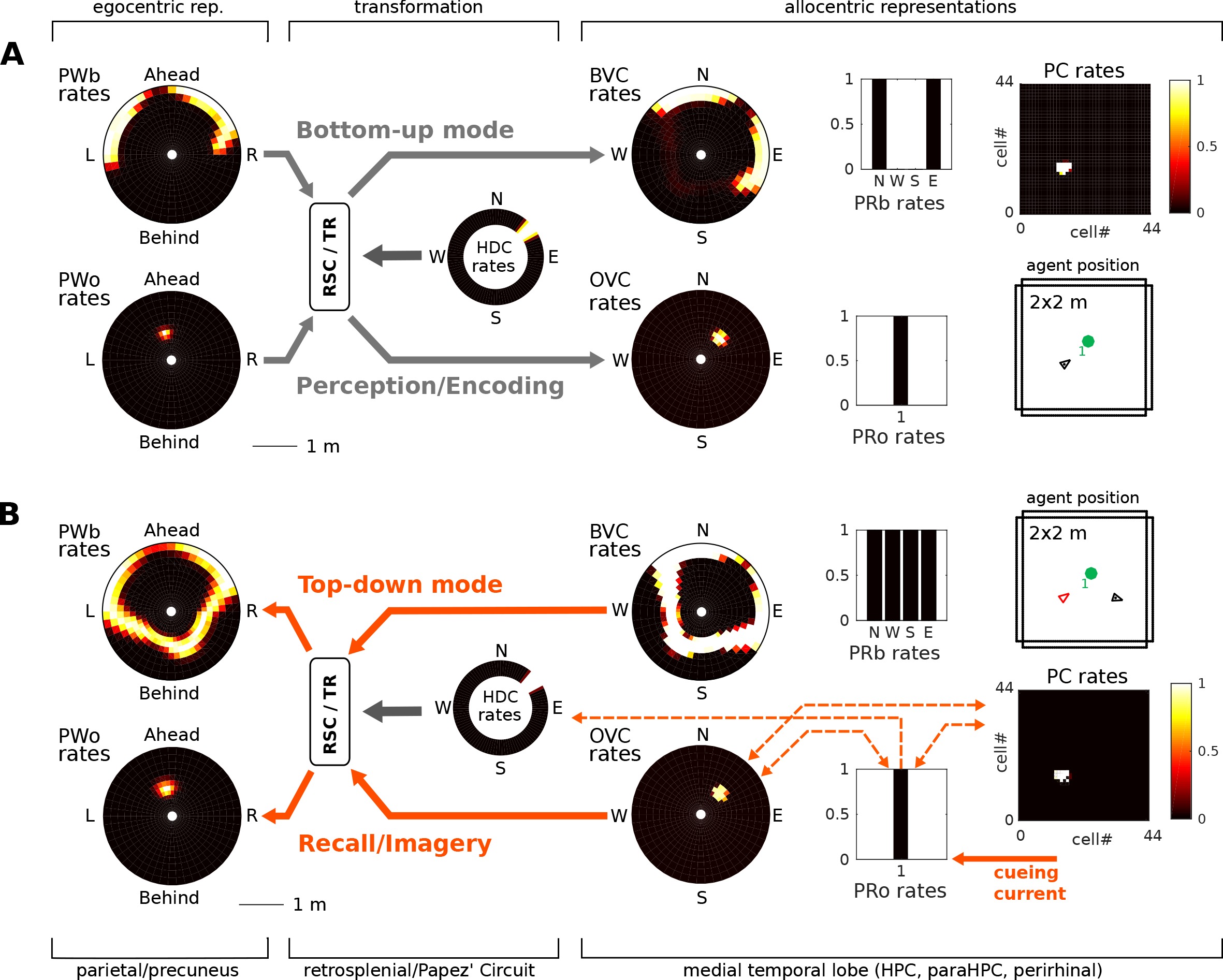 A neural-level model of spatial memory and imagery | eLife Lens