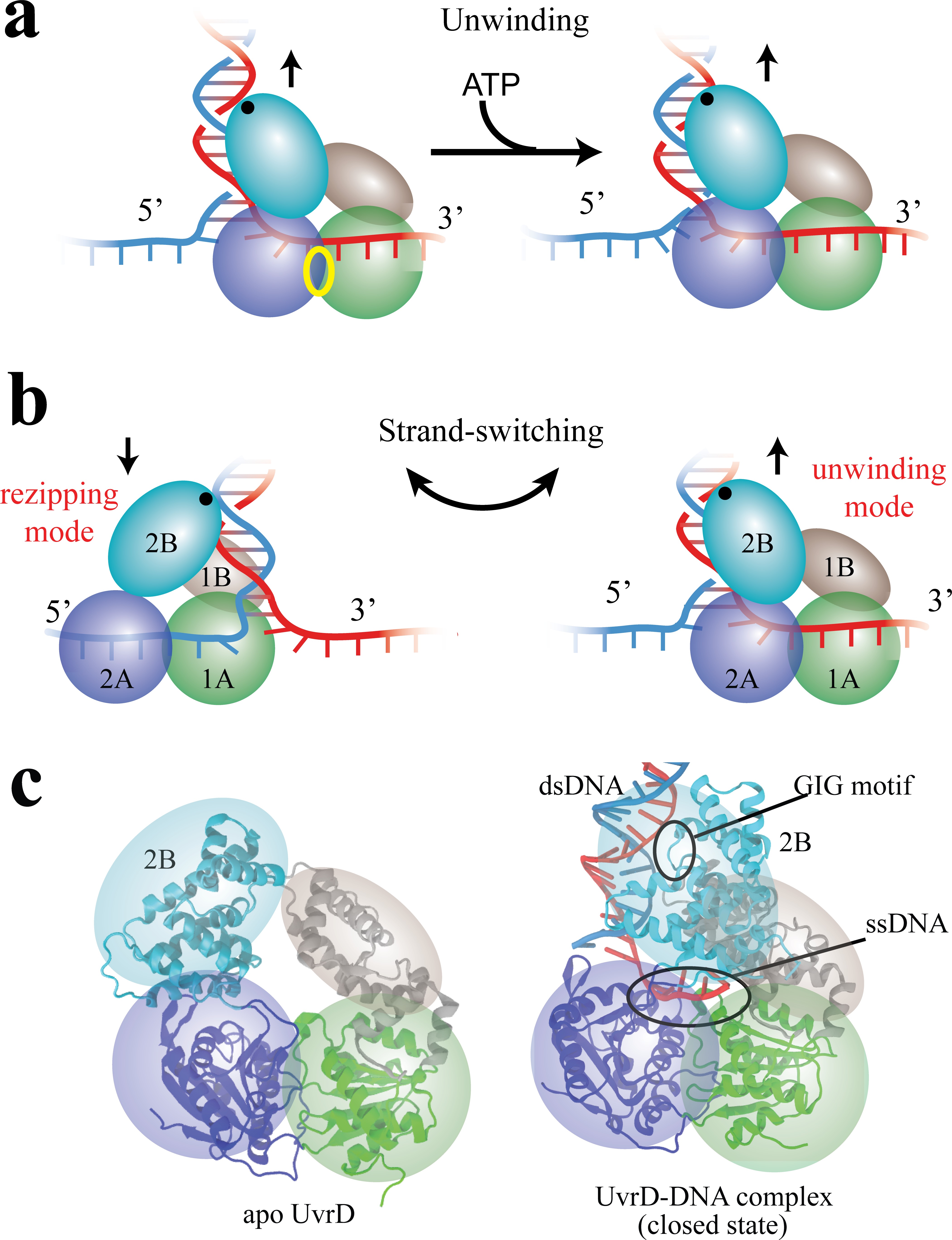 Free-energy simulations reveal molecular mechanism for functional ...