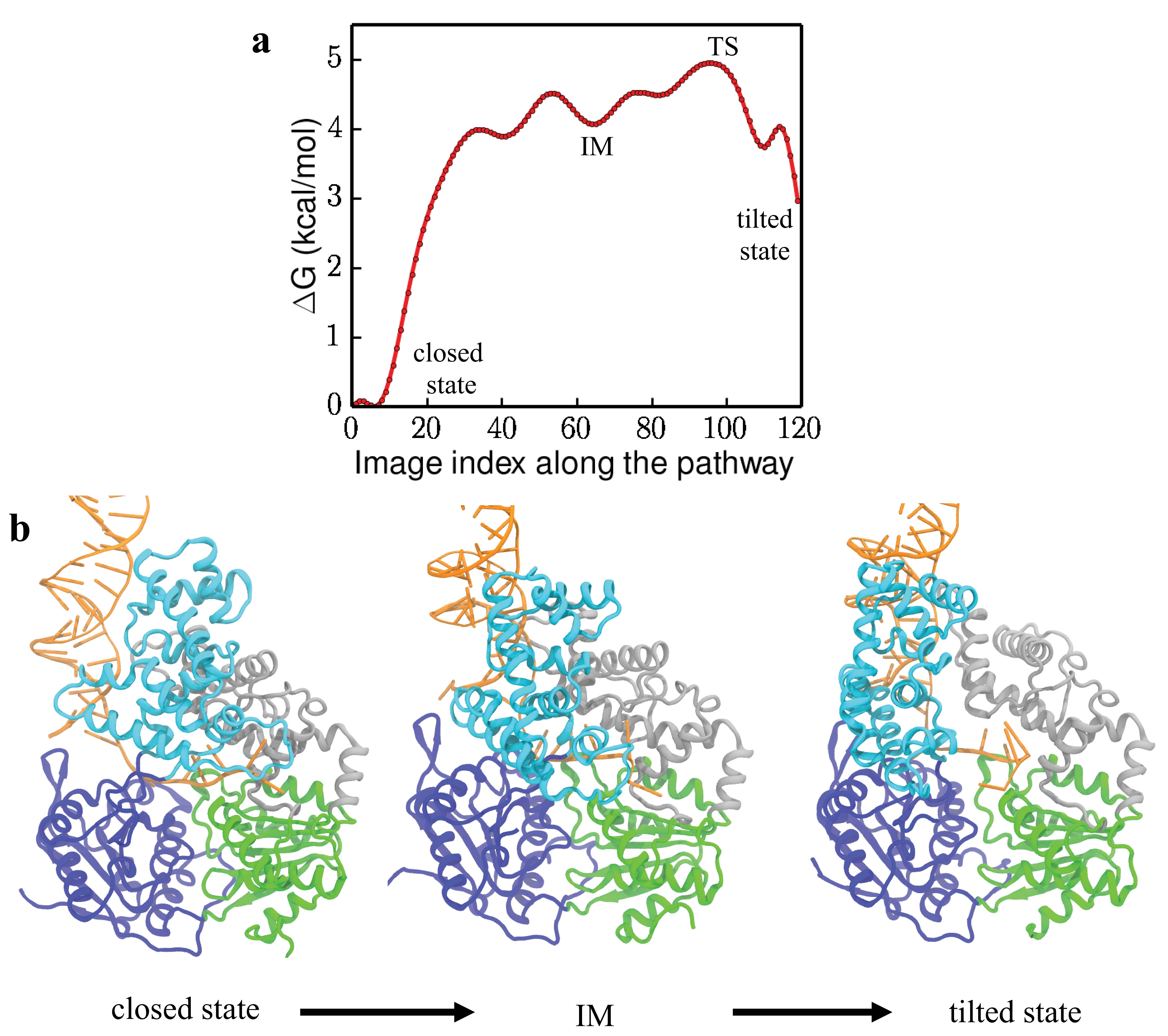 Free-energy simulations reveal molecular mechanism for functional ...