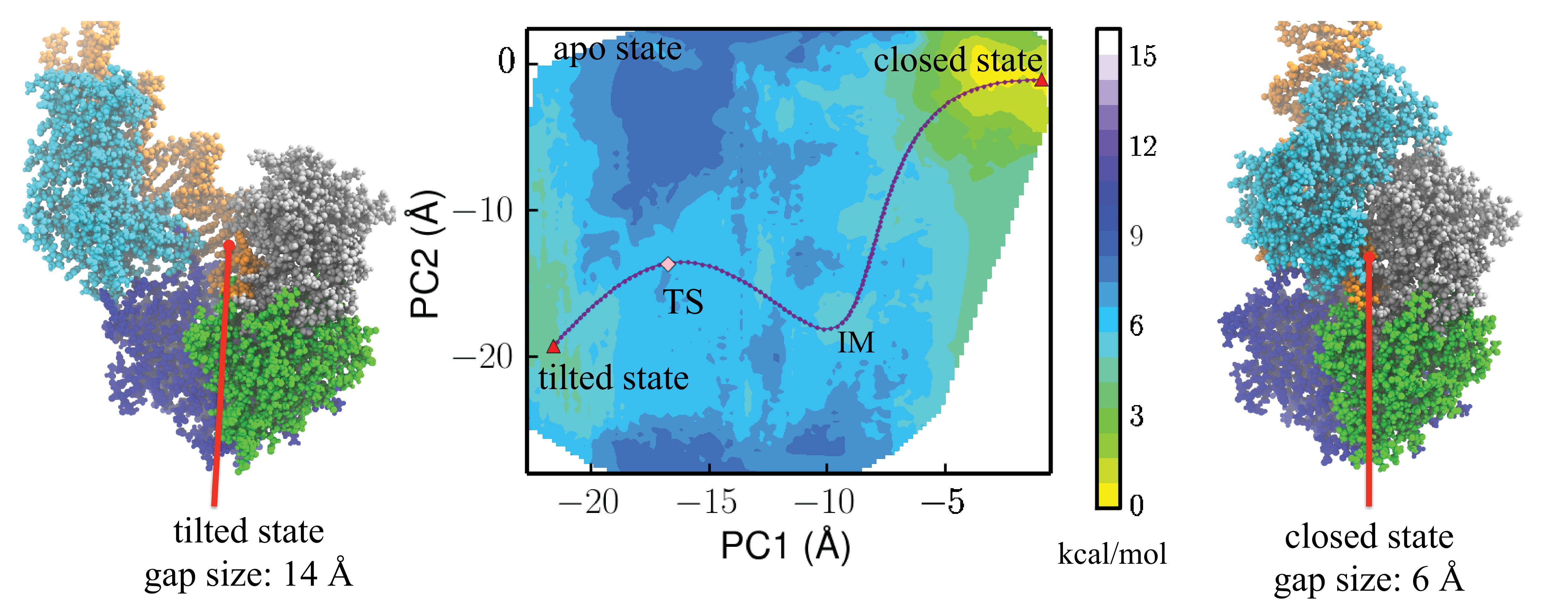 Free-energy simulations reveal molecular mechanism for functional ...