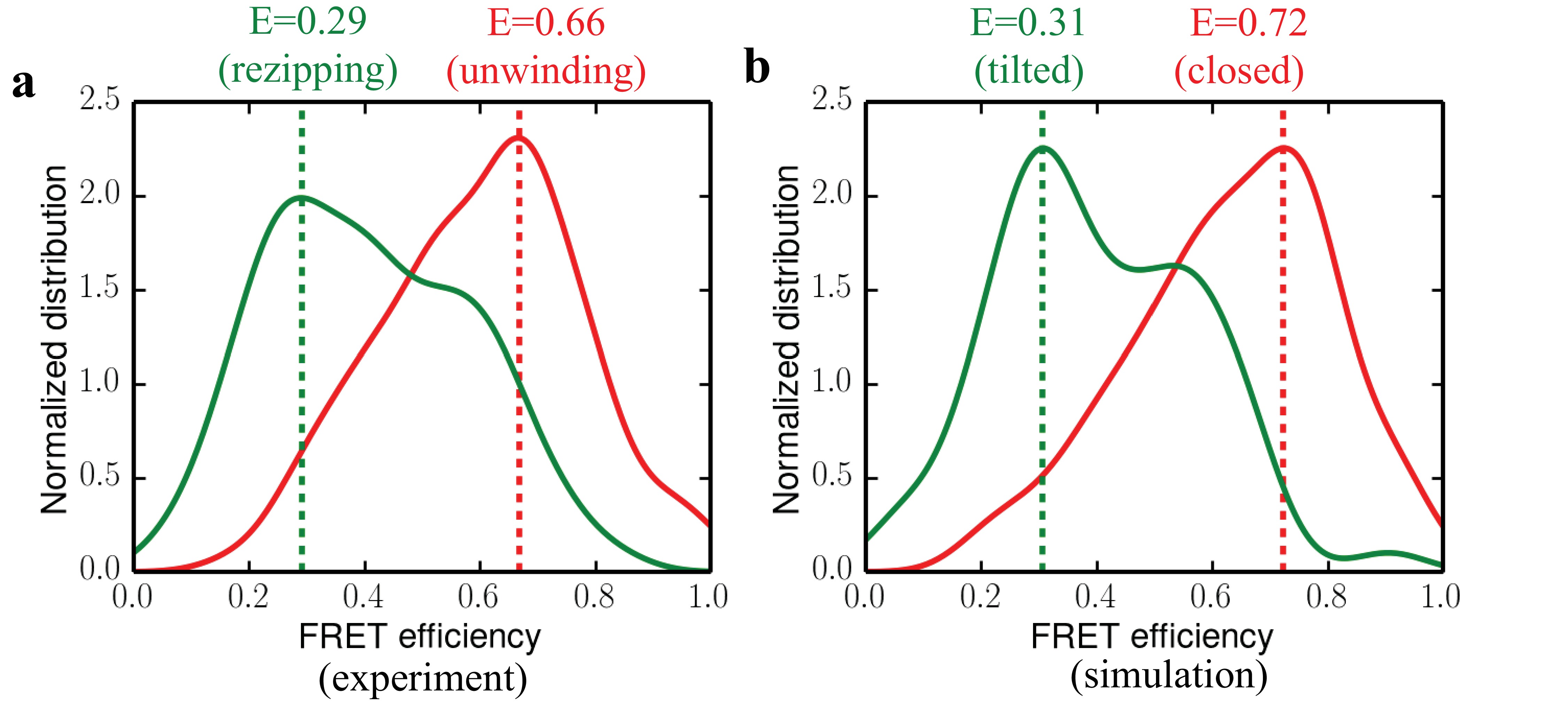 Free-energy simulations reveal molecular mechanism for functional ...
