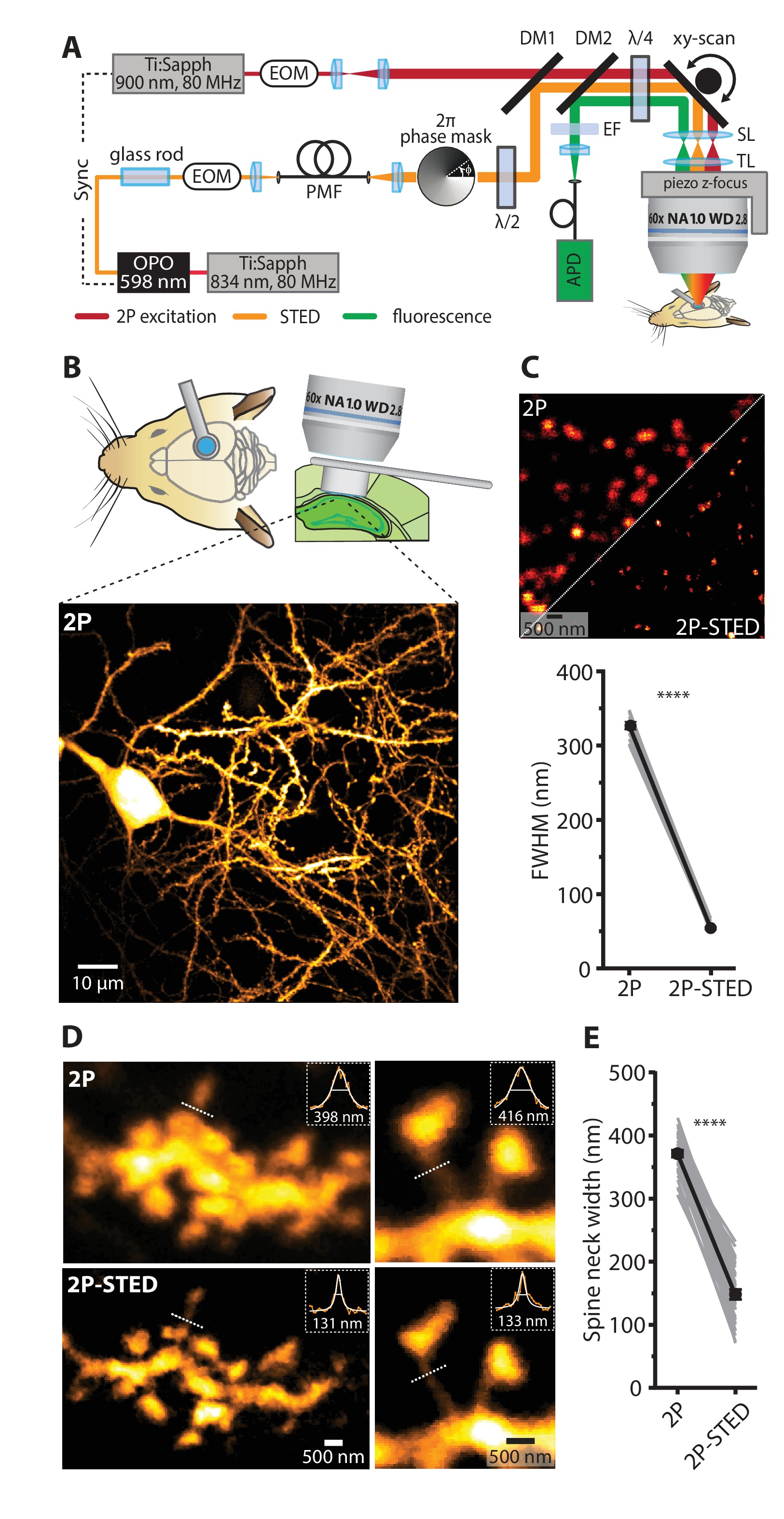 Chronic 2P-STED imaging reveals high turnover of dendritic spines in ...