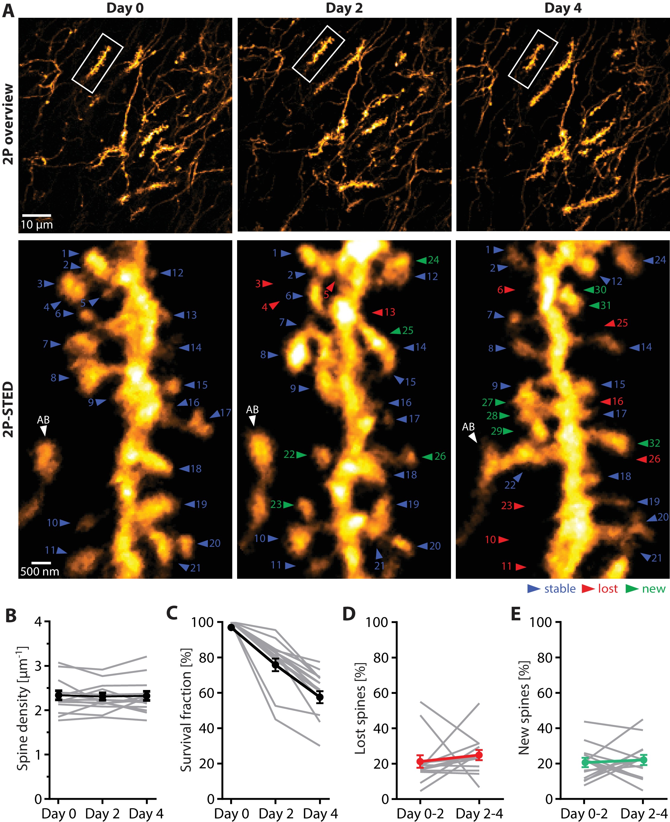 Chronic 2P-STED imaging reveals high turnover of dendritic spines in ...