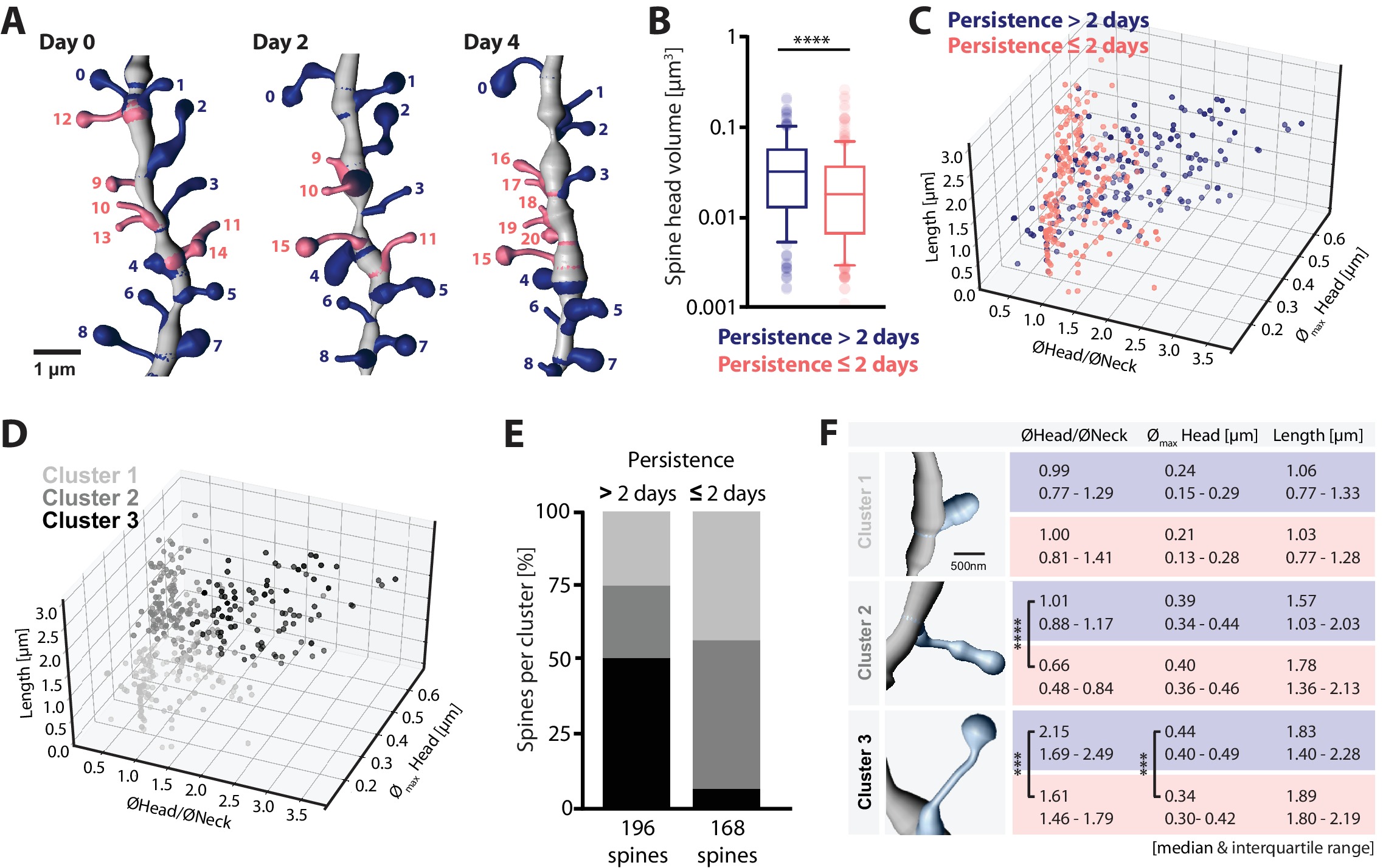 Chronic 2P-STED imaging reveals high turnover of dendritic spines in ...