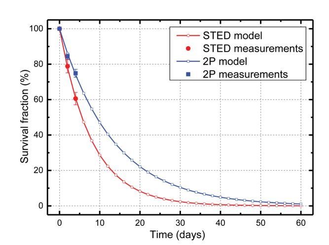 Chronic 2P-STED imaging reveals high turnover of dendritic spines in ...