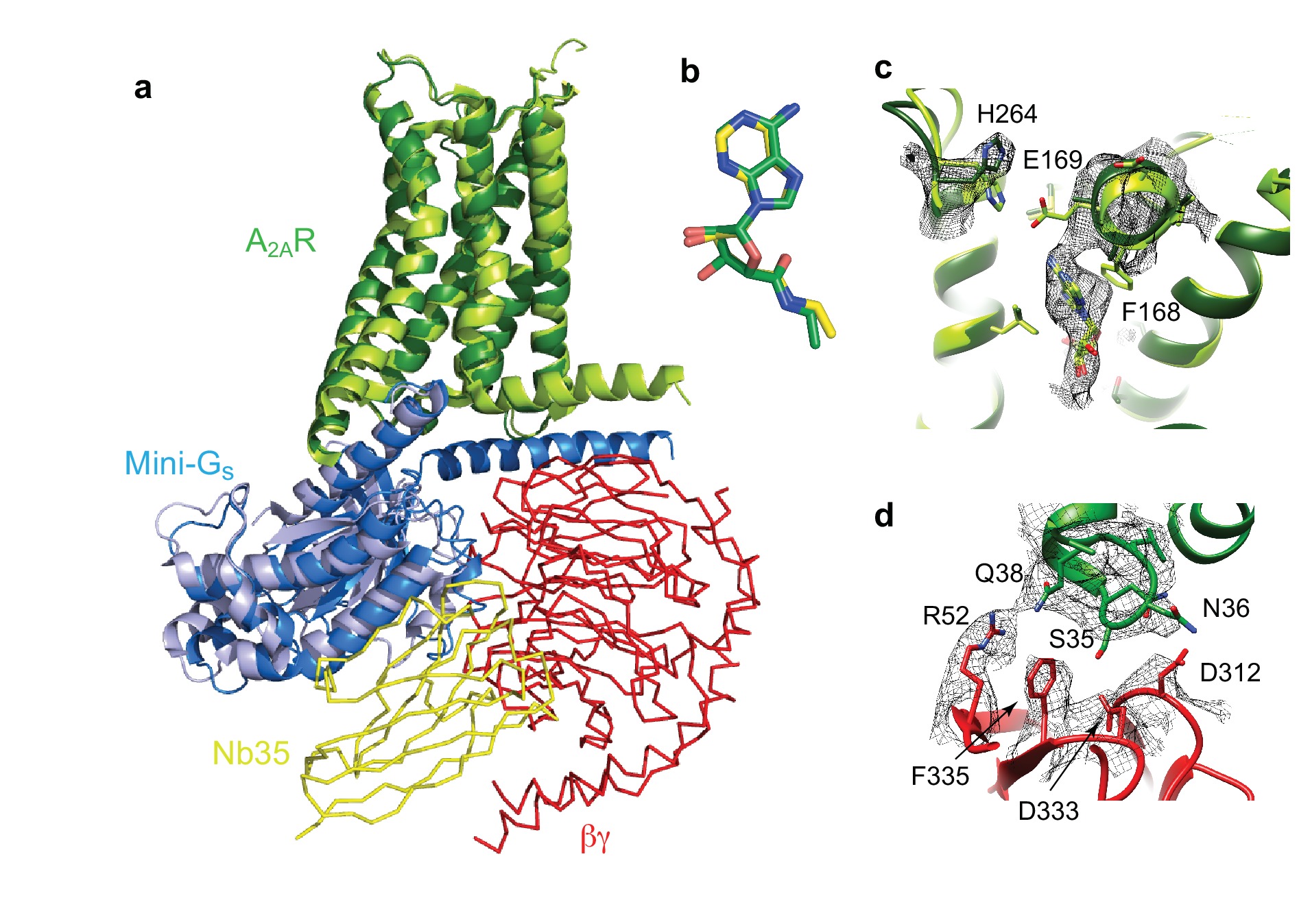 Cryo-EM structure of the adenosine A2A receptor coupled to an ...