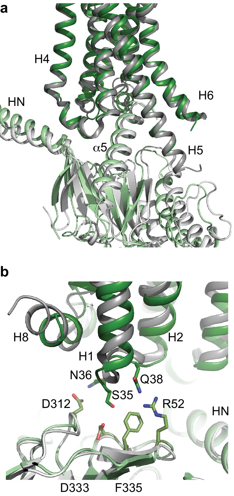 Cryo-EM structure of the adenosine A2A receptor coupled to an ...