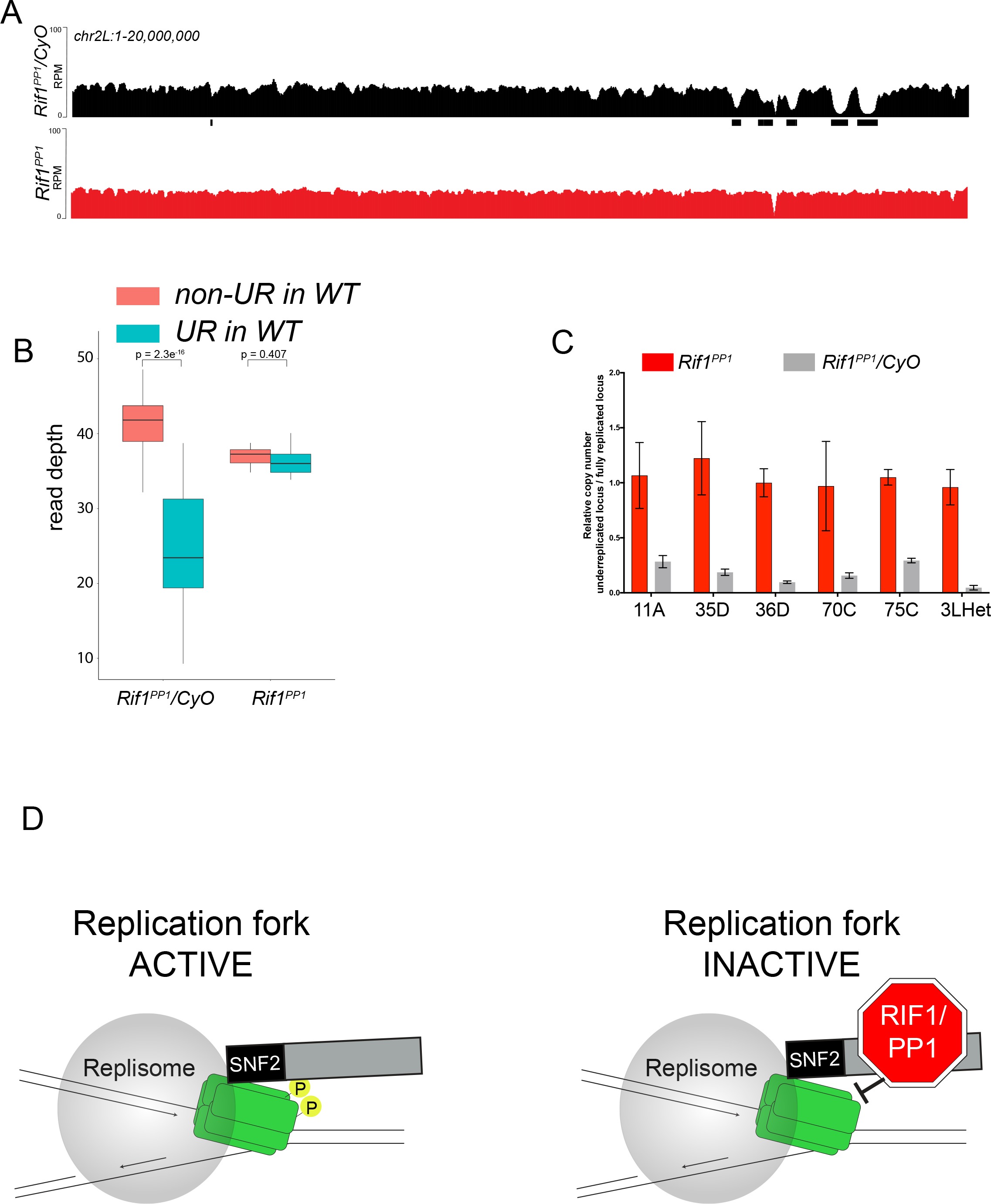 Rif1 inhibits replication fork progression and controls DNA copy number ...