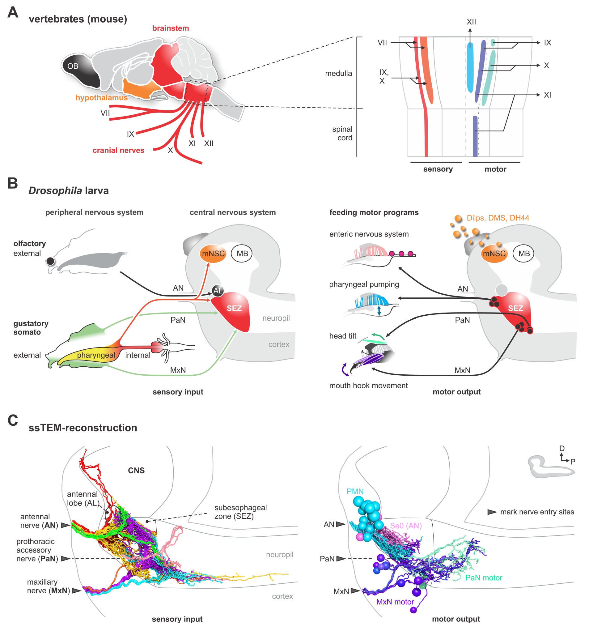 Polysynaptic Inhibitors Convergence of monosynaptic and polysynaptic sensory paths onto common ...
