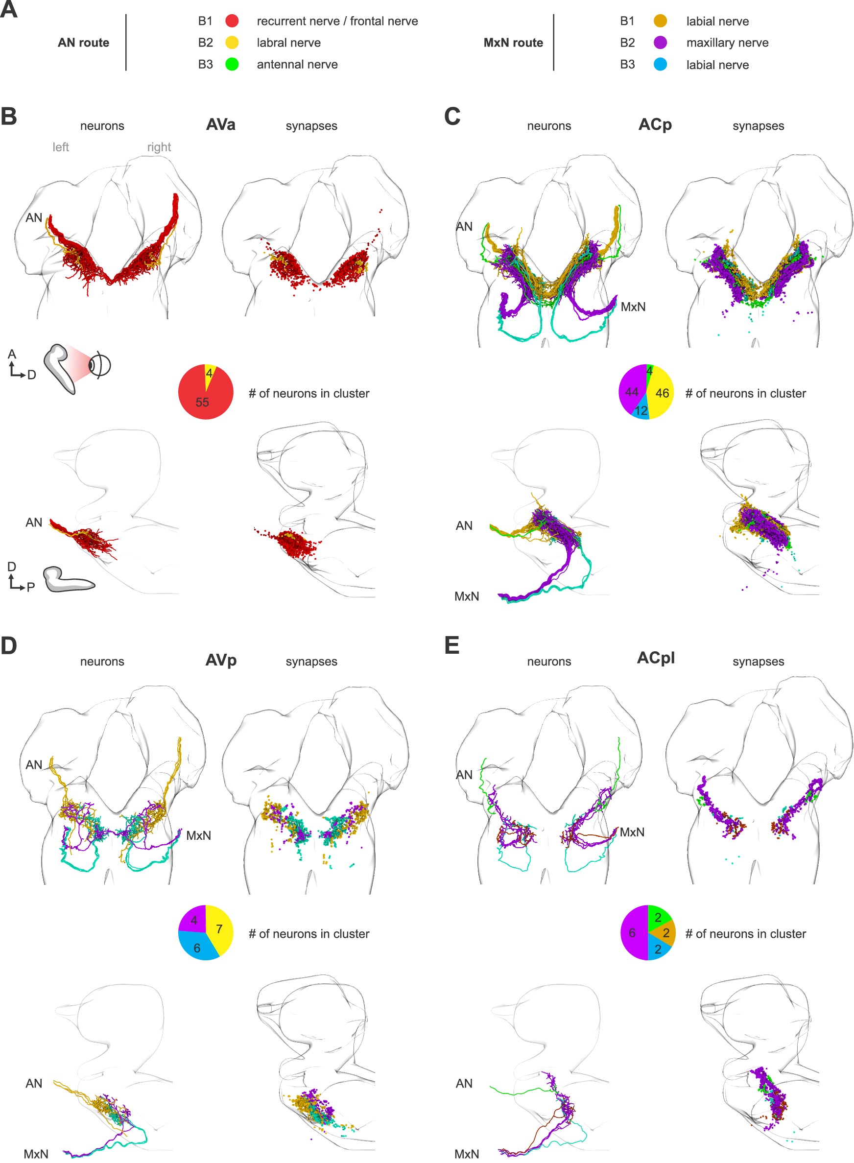Polysynaptic Inhibitors Convergence of monosynaptic and polysynaptic sensory paths onto common ...