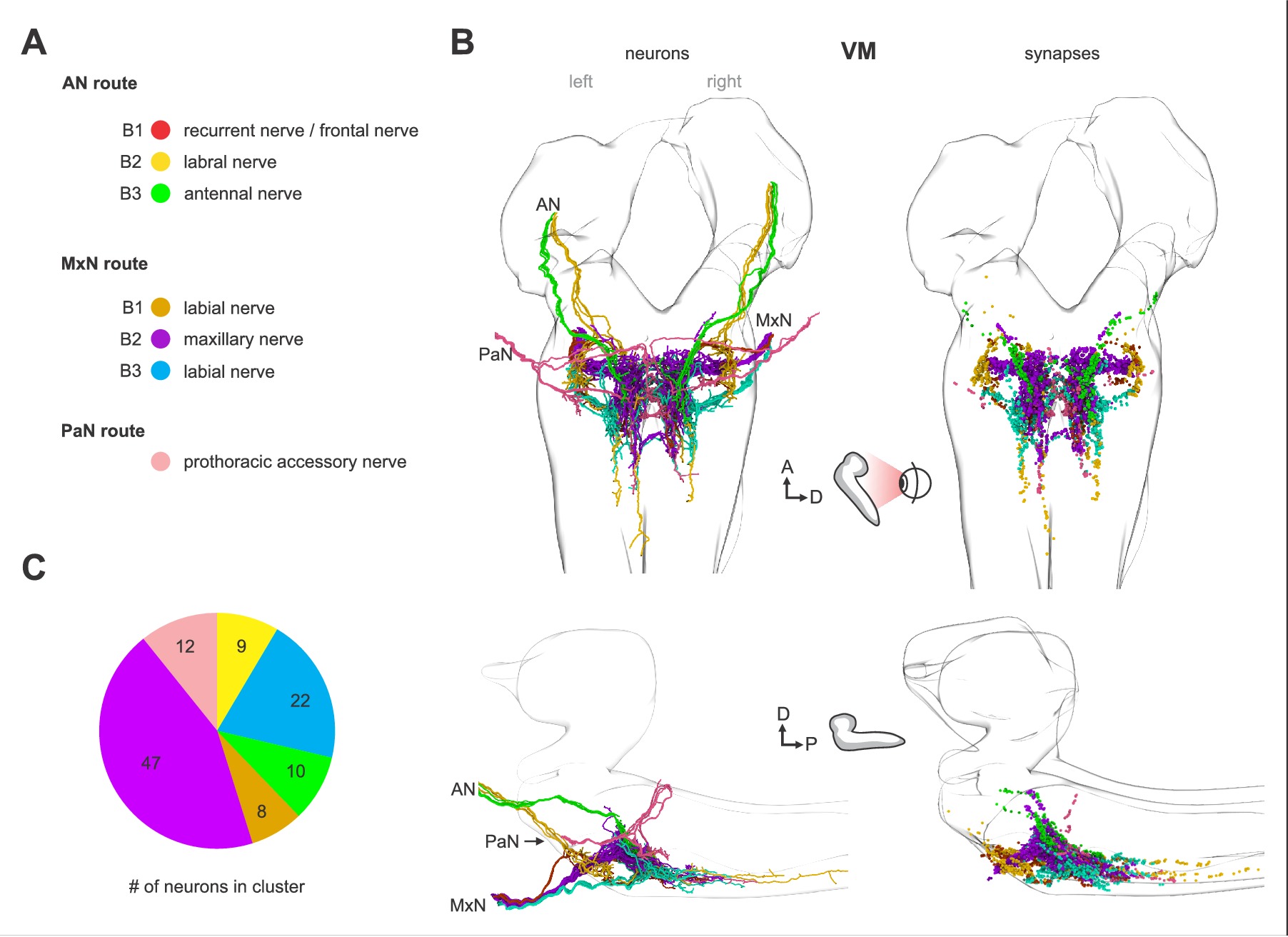 Polysynaptic Inhibitors Convergence of monosynaptic and polysynaptic sensory paths onto common ...