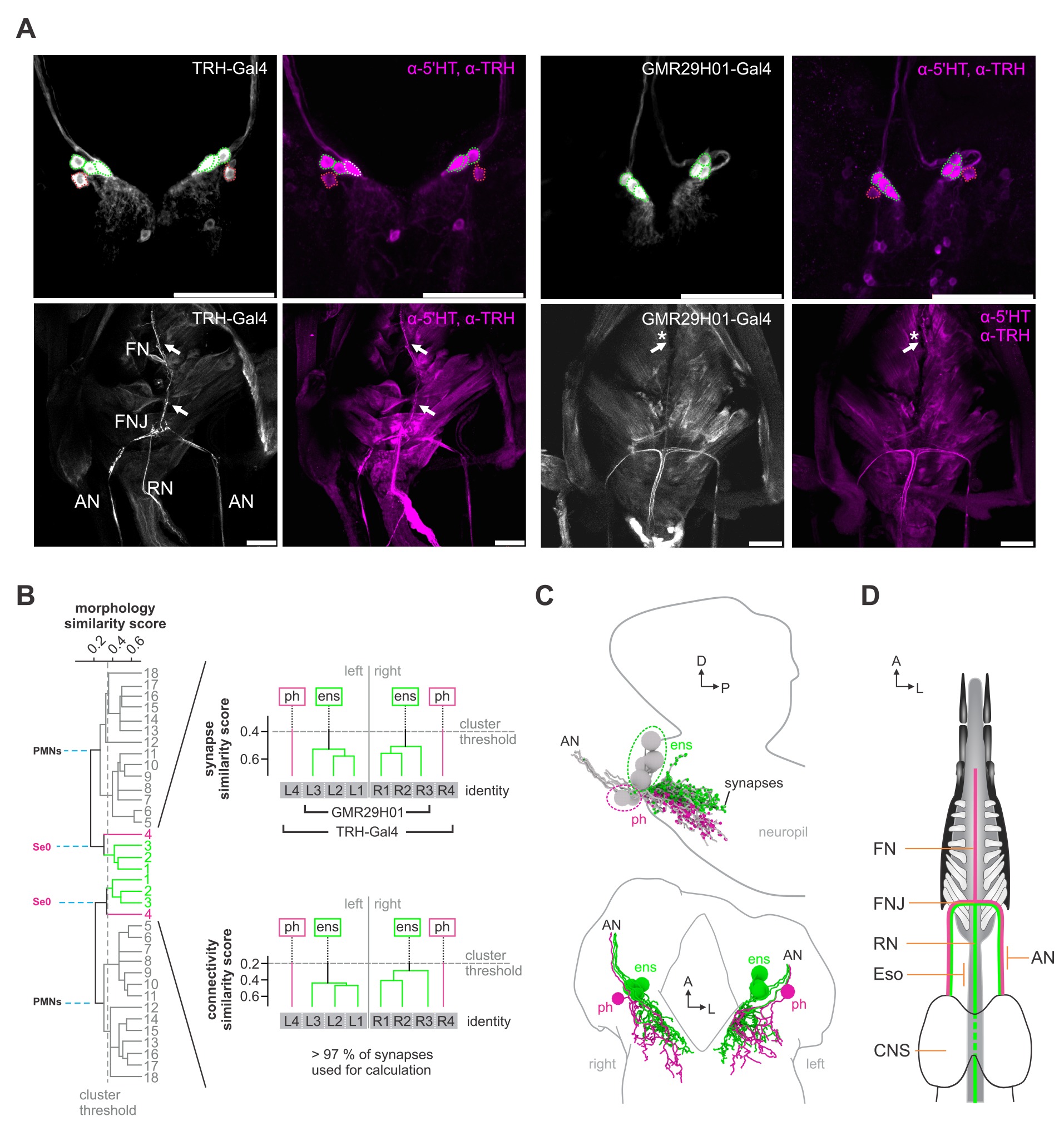 Polysynaptic Inhibitors Convergence of monosynaptic and polysynaptic sensory paths onto common ...