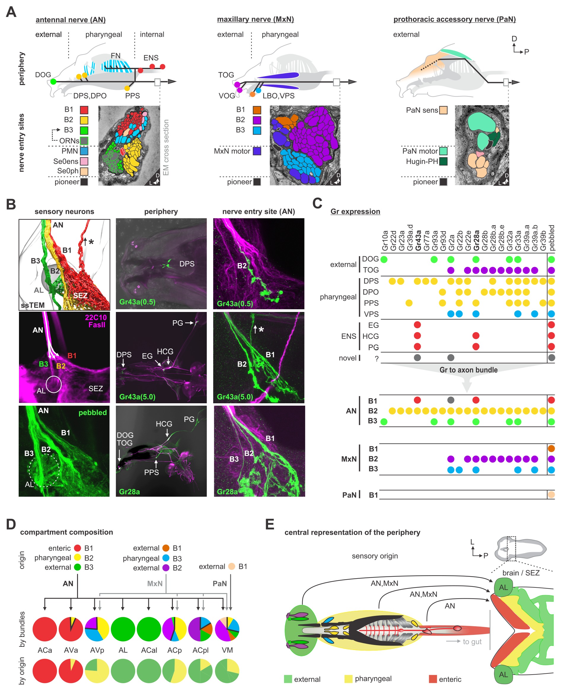 Polysynaptic Inhibitors Convergence of monosynaptic and polysynaptic sensory paths onto common ...