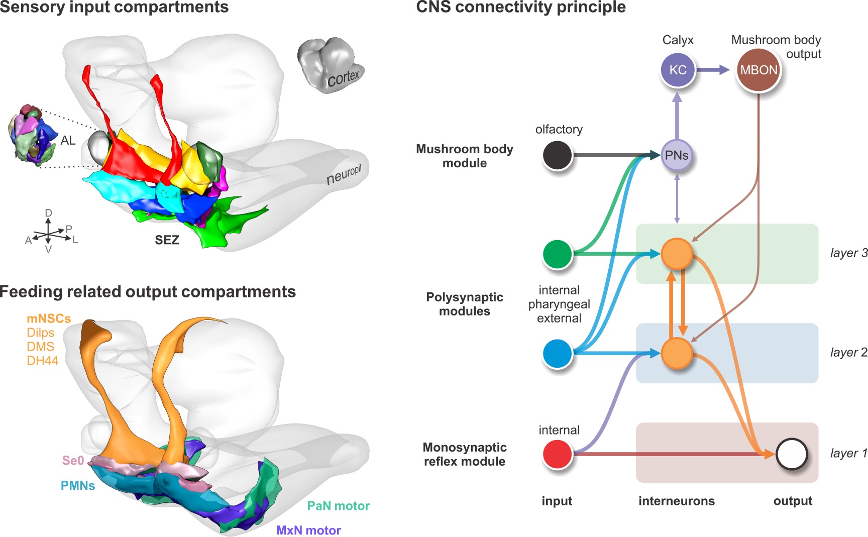 Polysynaptic Inhibitors Convergence of monosynaptic and polysynaptic sensory paths onto common ...