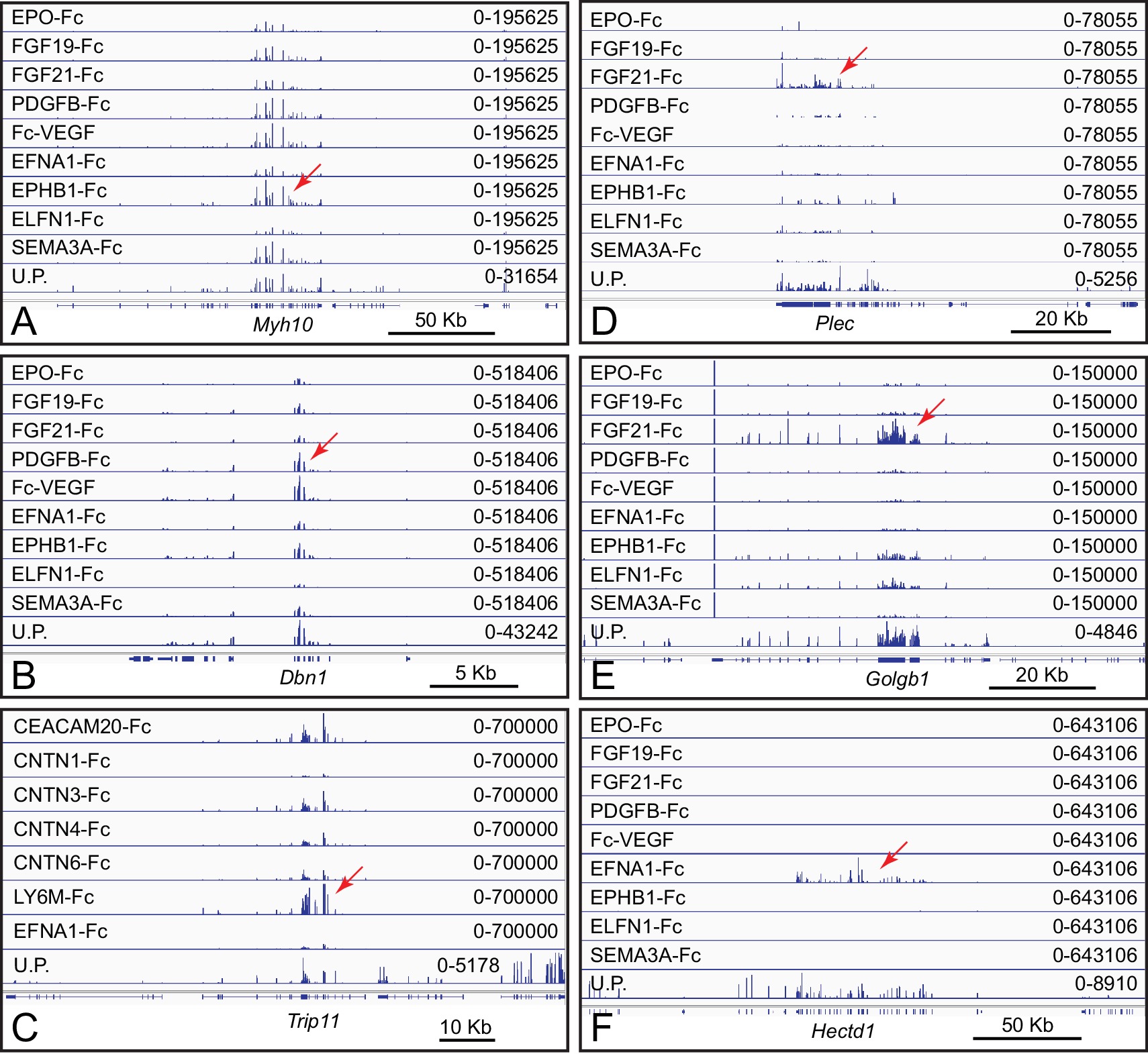 Affinity Capture Of Polyribosomes Followed By Rnaseq Acapseq A Discovery Platform For Protein Protein Interactions Elife Lens